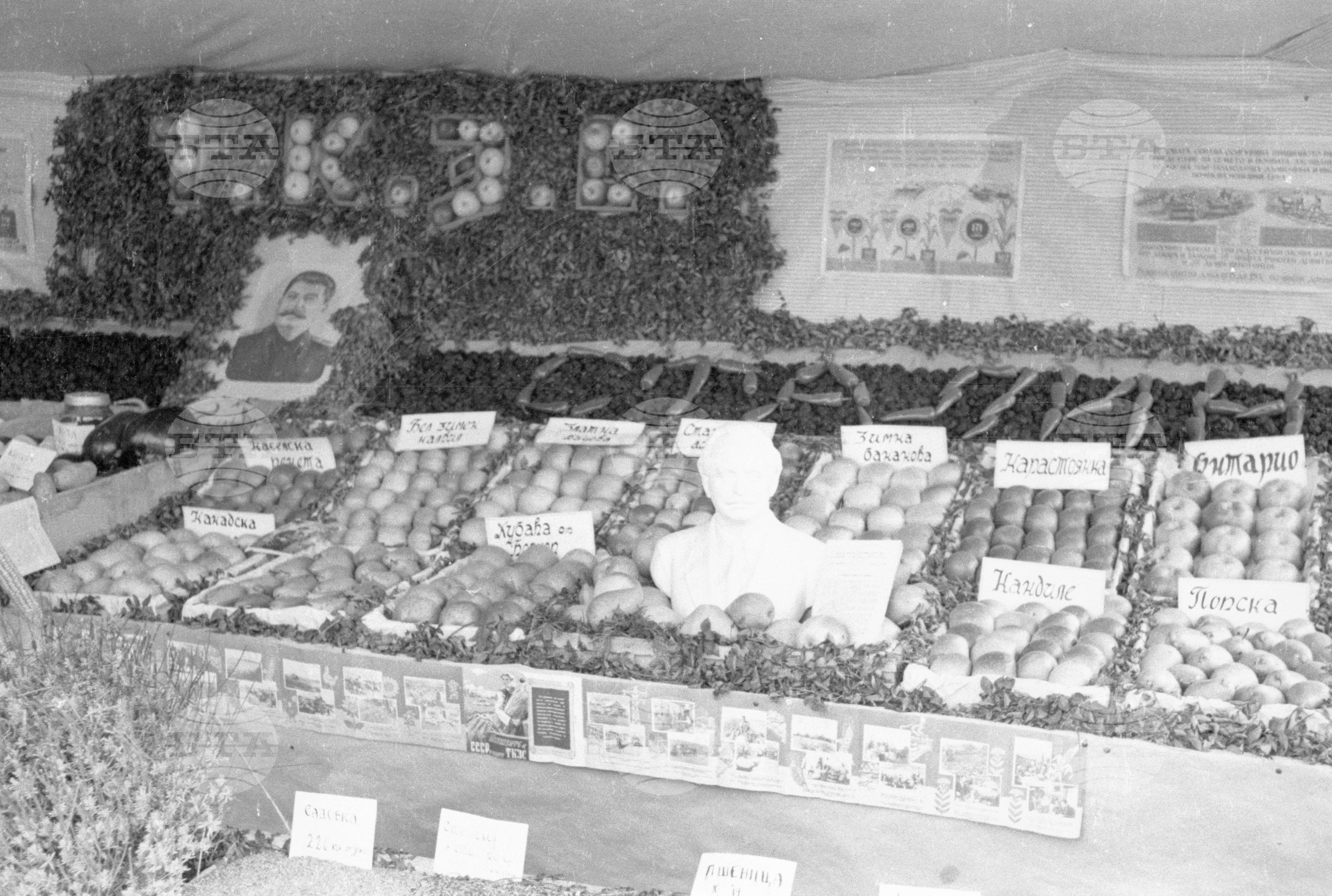 Селскостопанска изложба в Левскиград (дн. Карлово), 1951