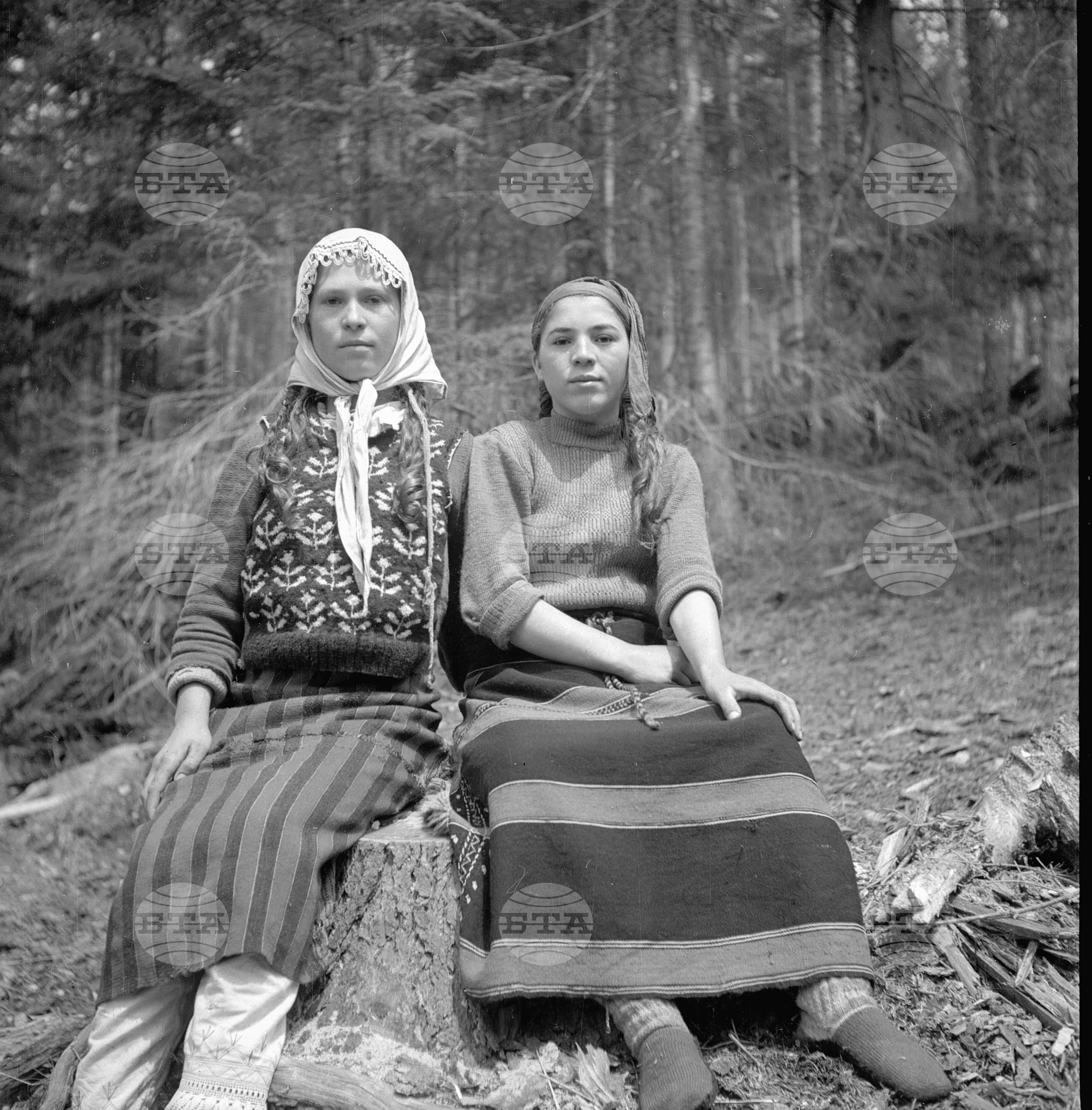 Дърводобив в държавни горски стопанства, 1951 - част 3