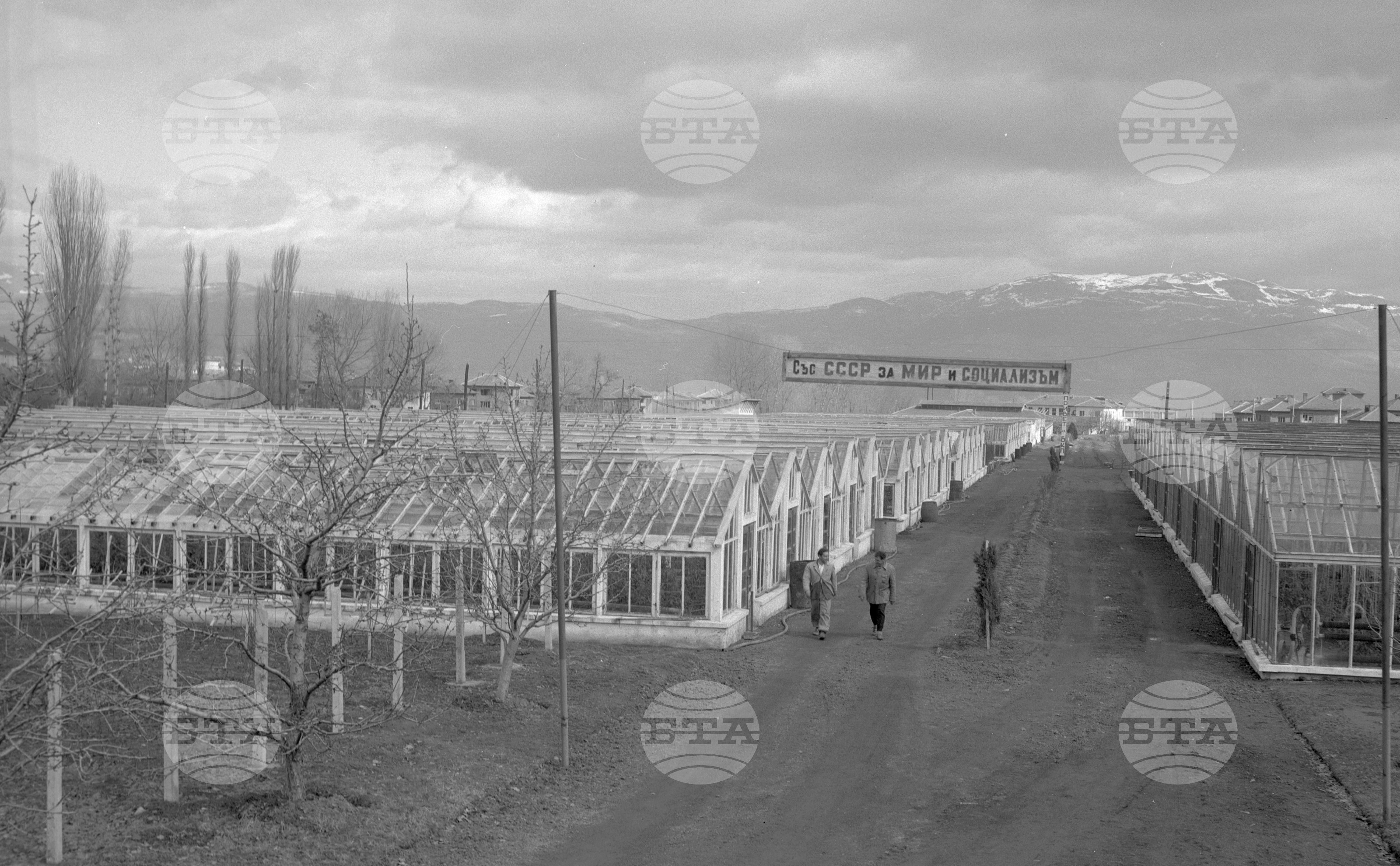 В оранжериите на град Кюстендил