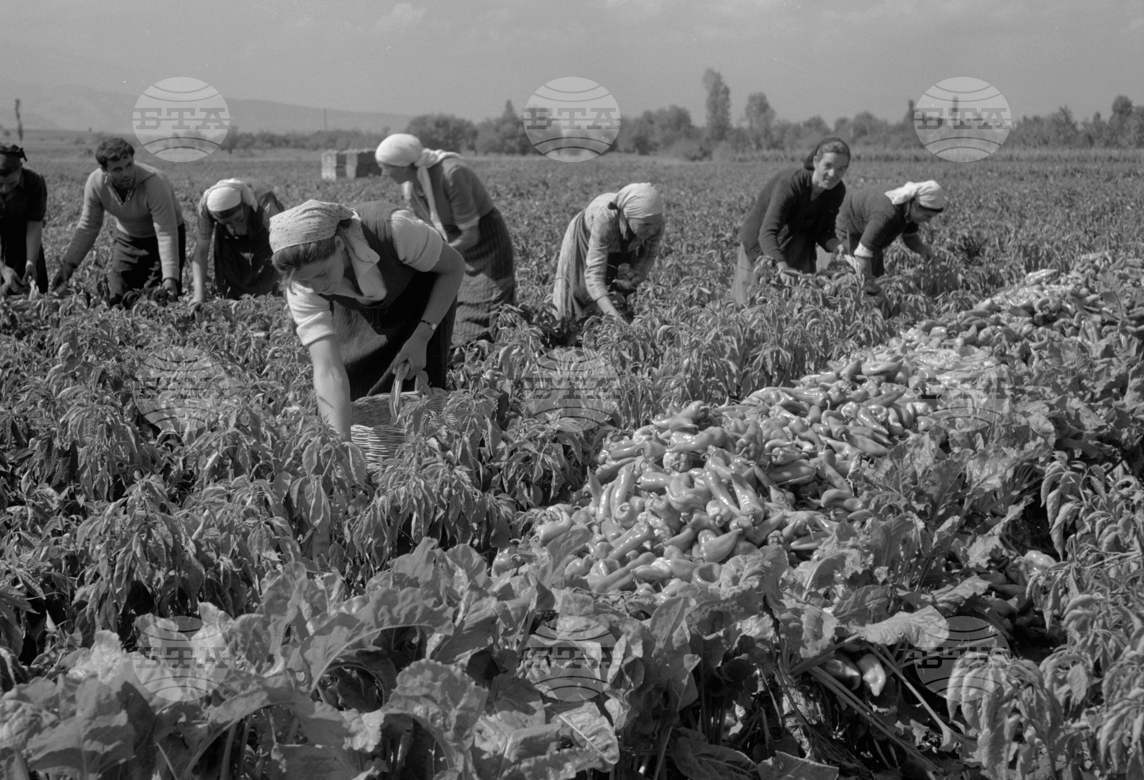 Из Кюстендилски окръг - септември 1962 година