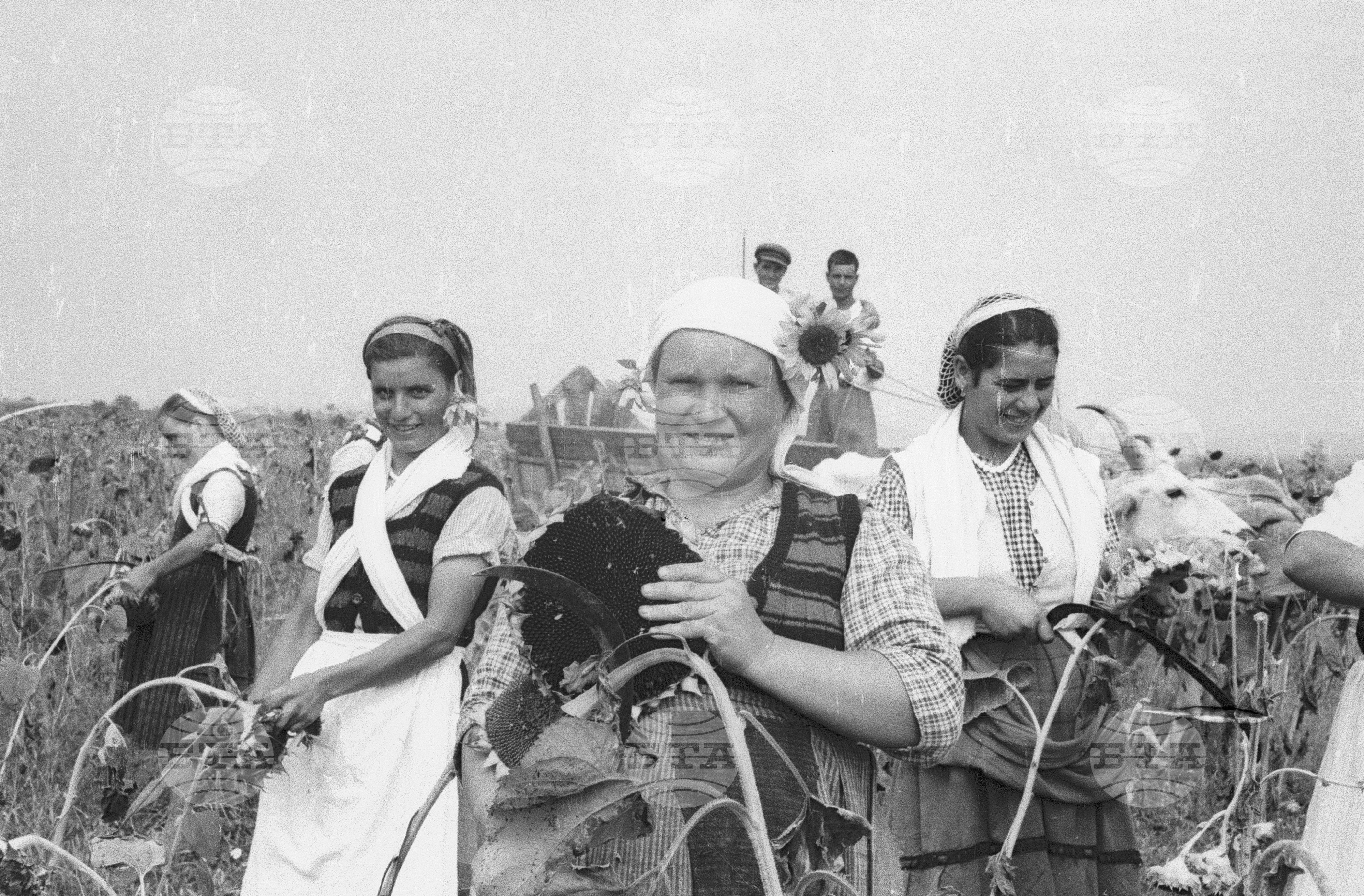 Трудово кооперативно земеделско сдружение (ТКЗС) Сухозем, 1951