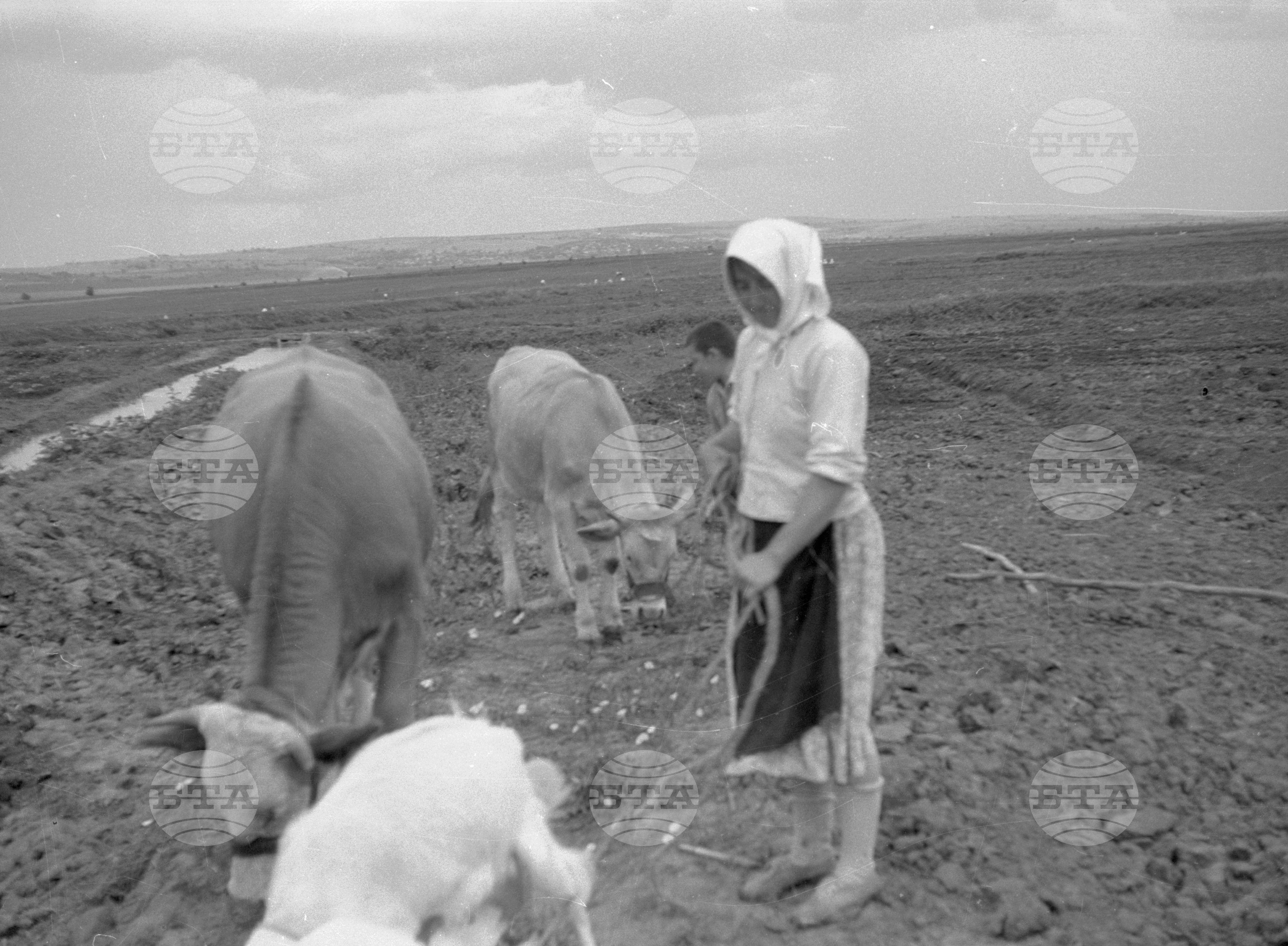 Снимки от Видински окръг - 1963
