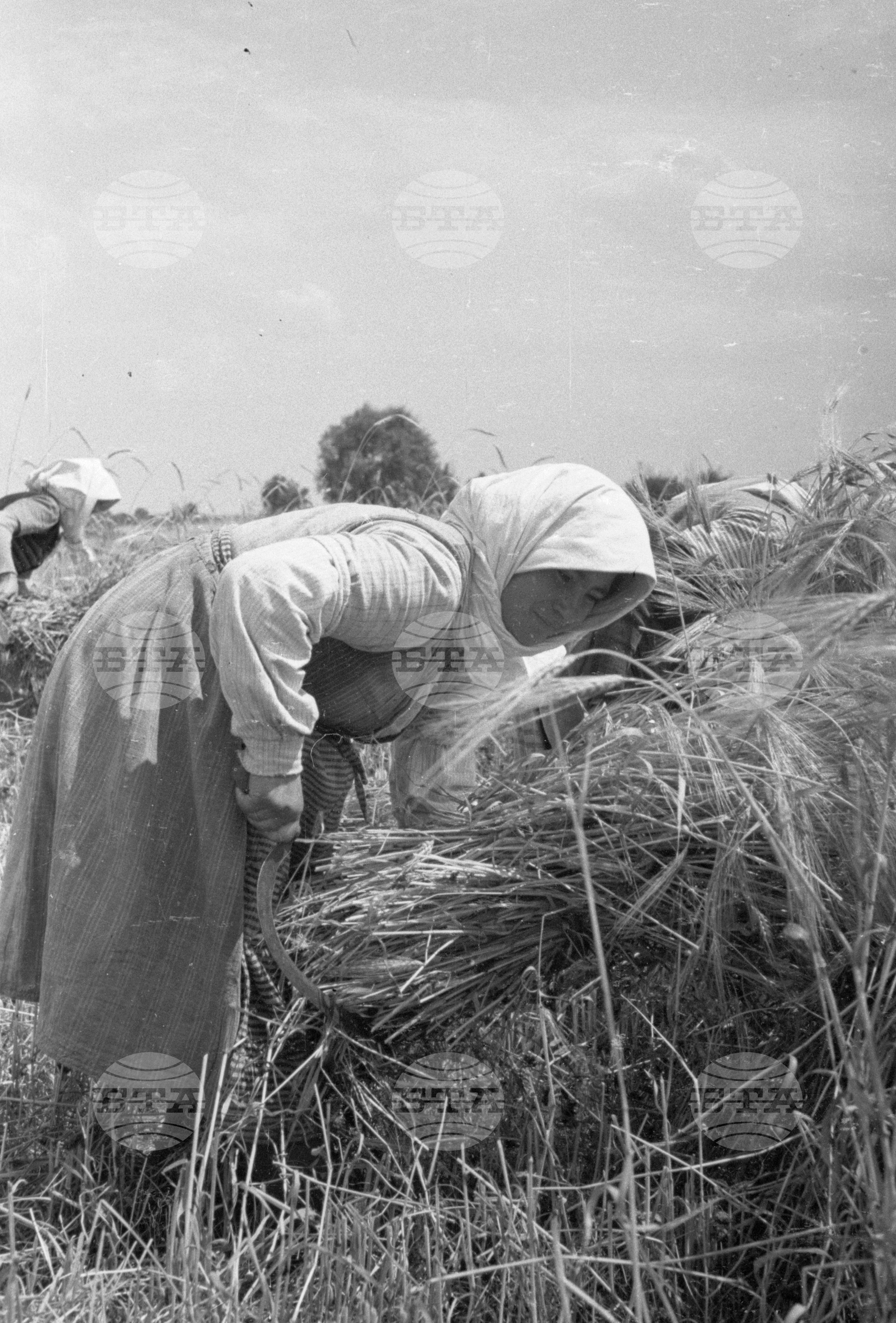 Жътва в Царацово, Община Пловдив в края на месец юни