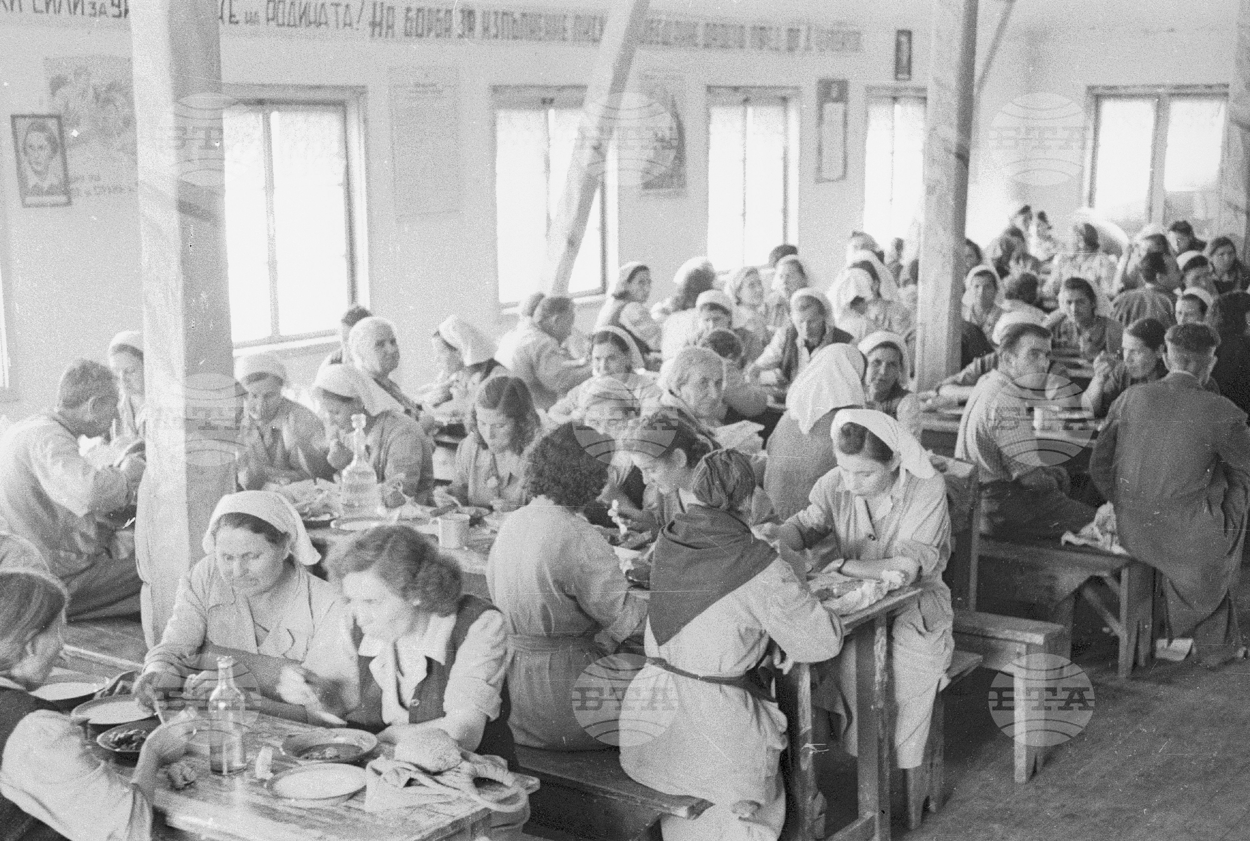 Тютюнопроизводство в България, 1951
