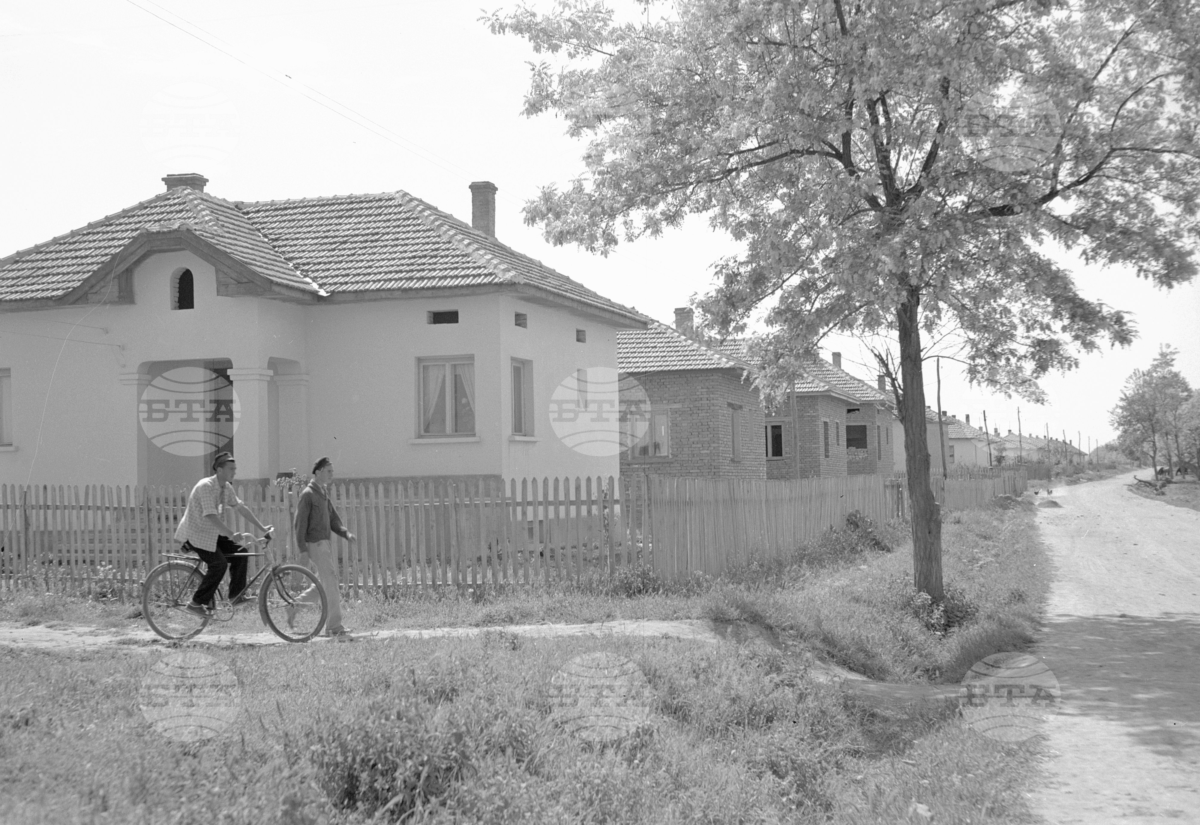 Из ДЗС (Държавно земеделско стопанство) "Георги Димитров" - край град Плевен (илюстрация на тема за списание "Новоя Болгария")