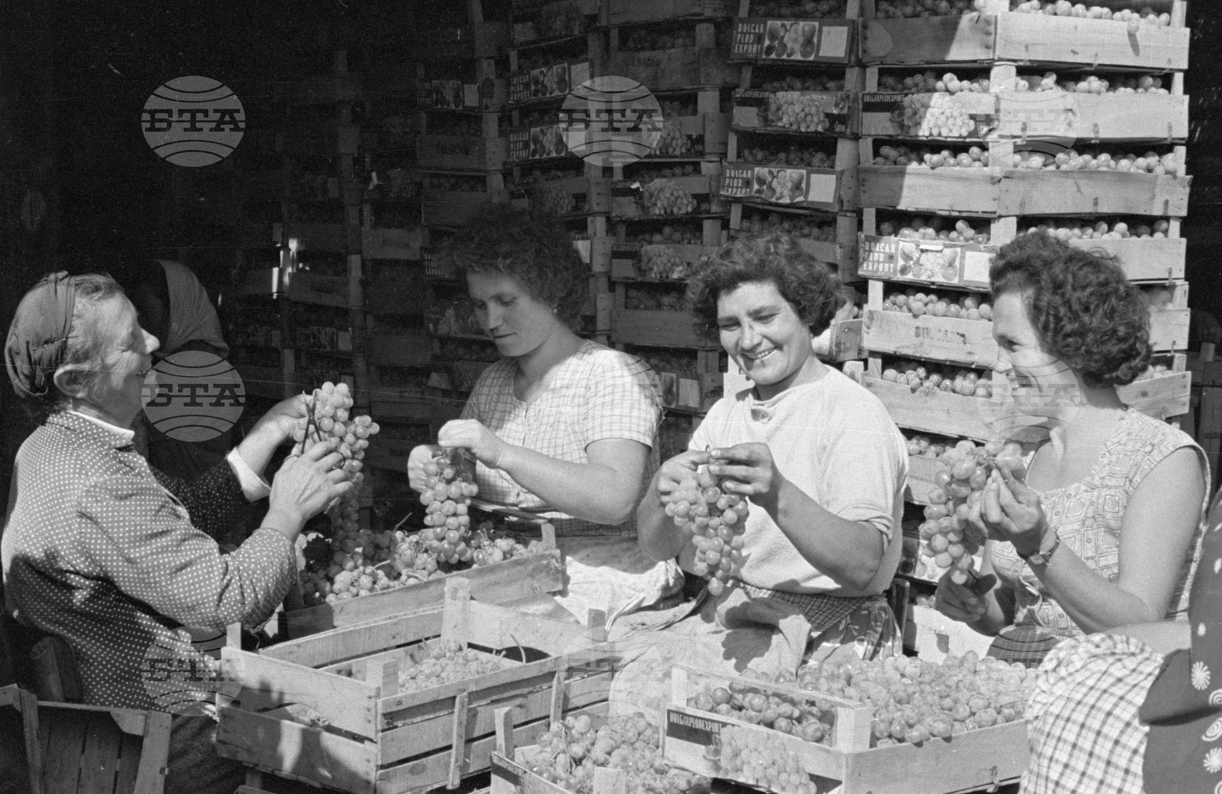 Гроздобер в Трудово кооперативно земеделско стопанство (ТКЗС) с. Дунавци-1, Видински окръг