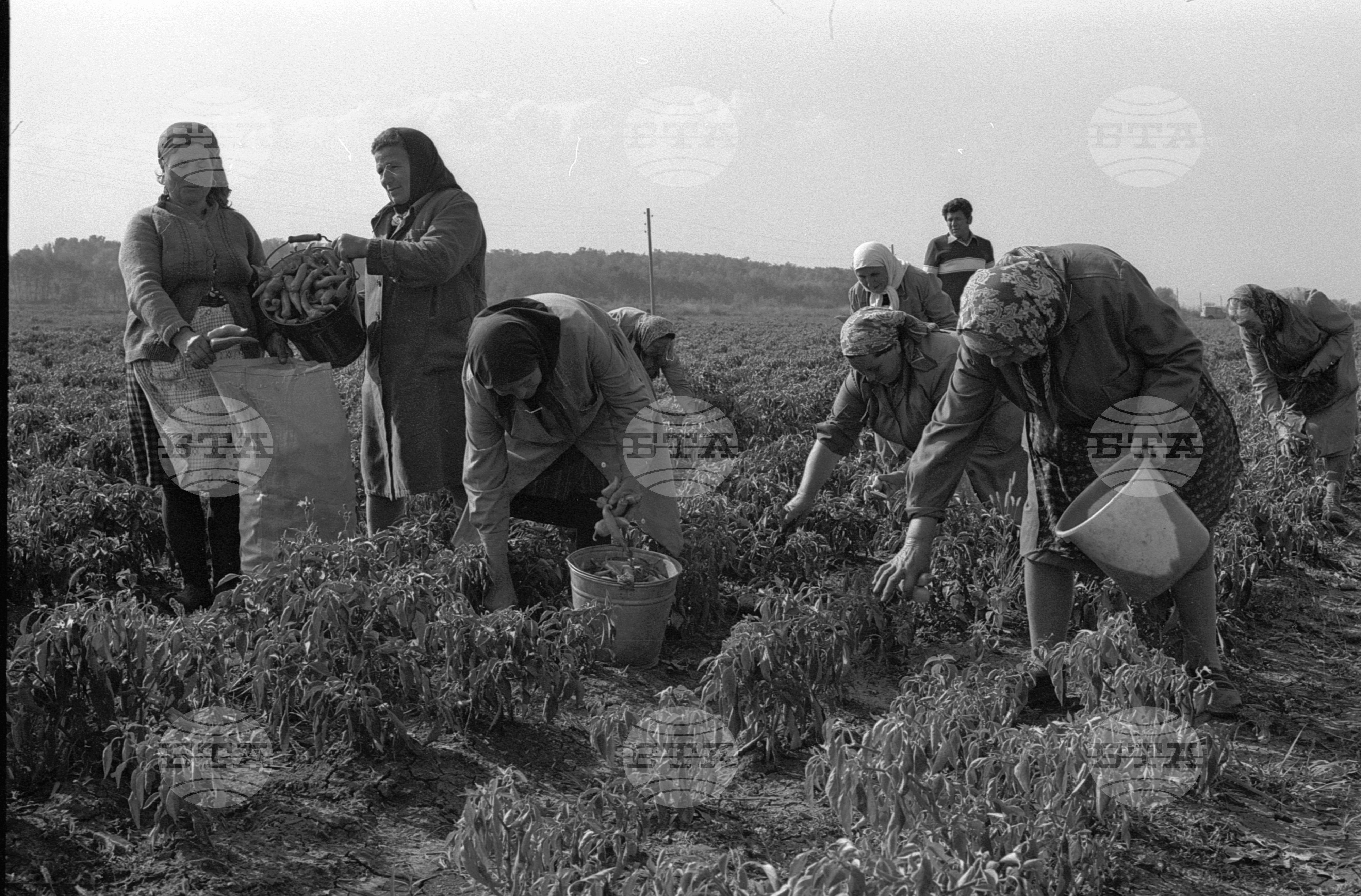 Аграрно-промишлен комплекс (АПК) "Средец" - Нови Искър