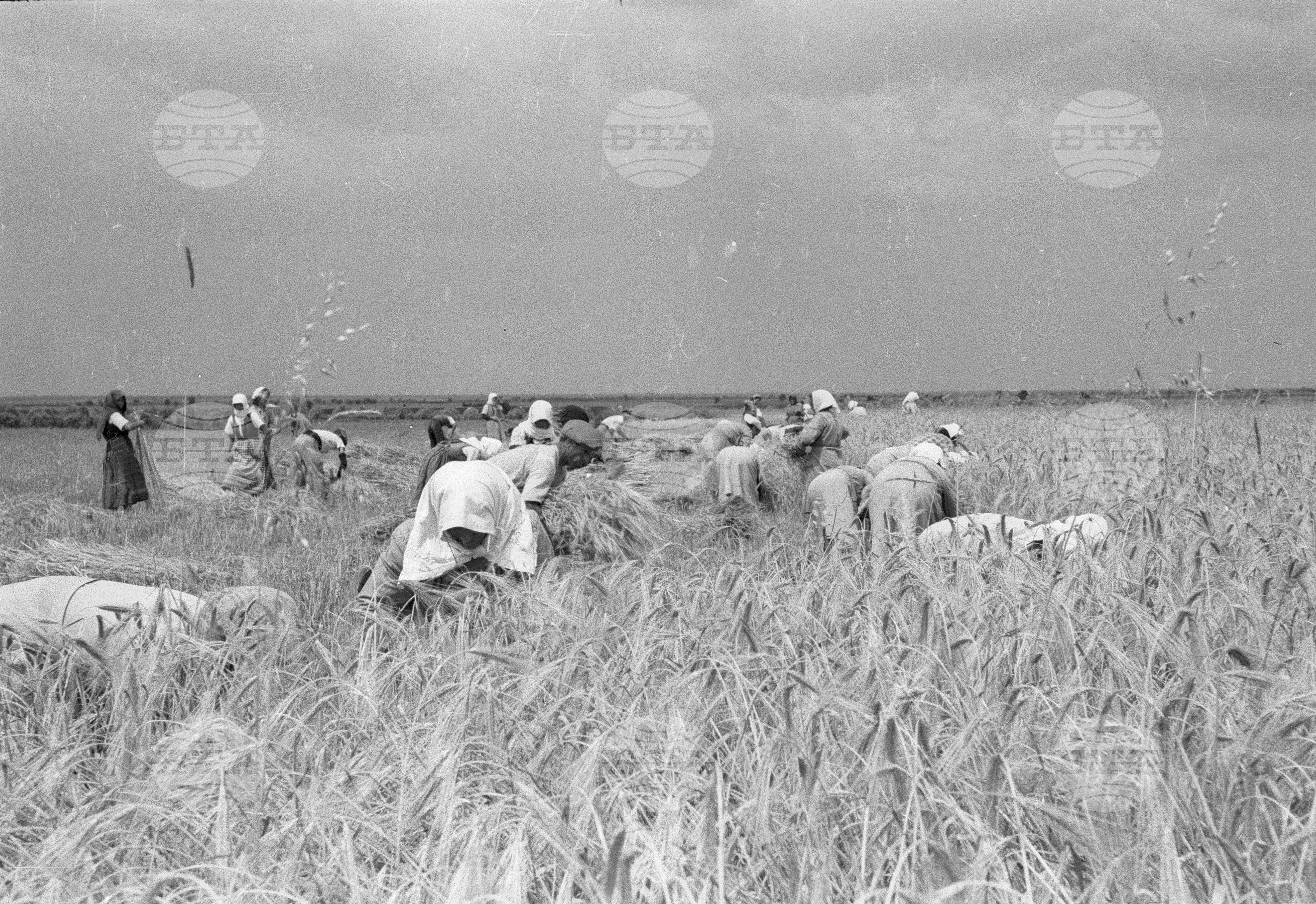Жътва в Голямо Конаре (дн. гр. Съединение), 1951