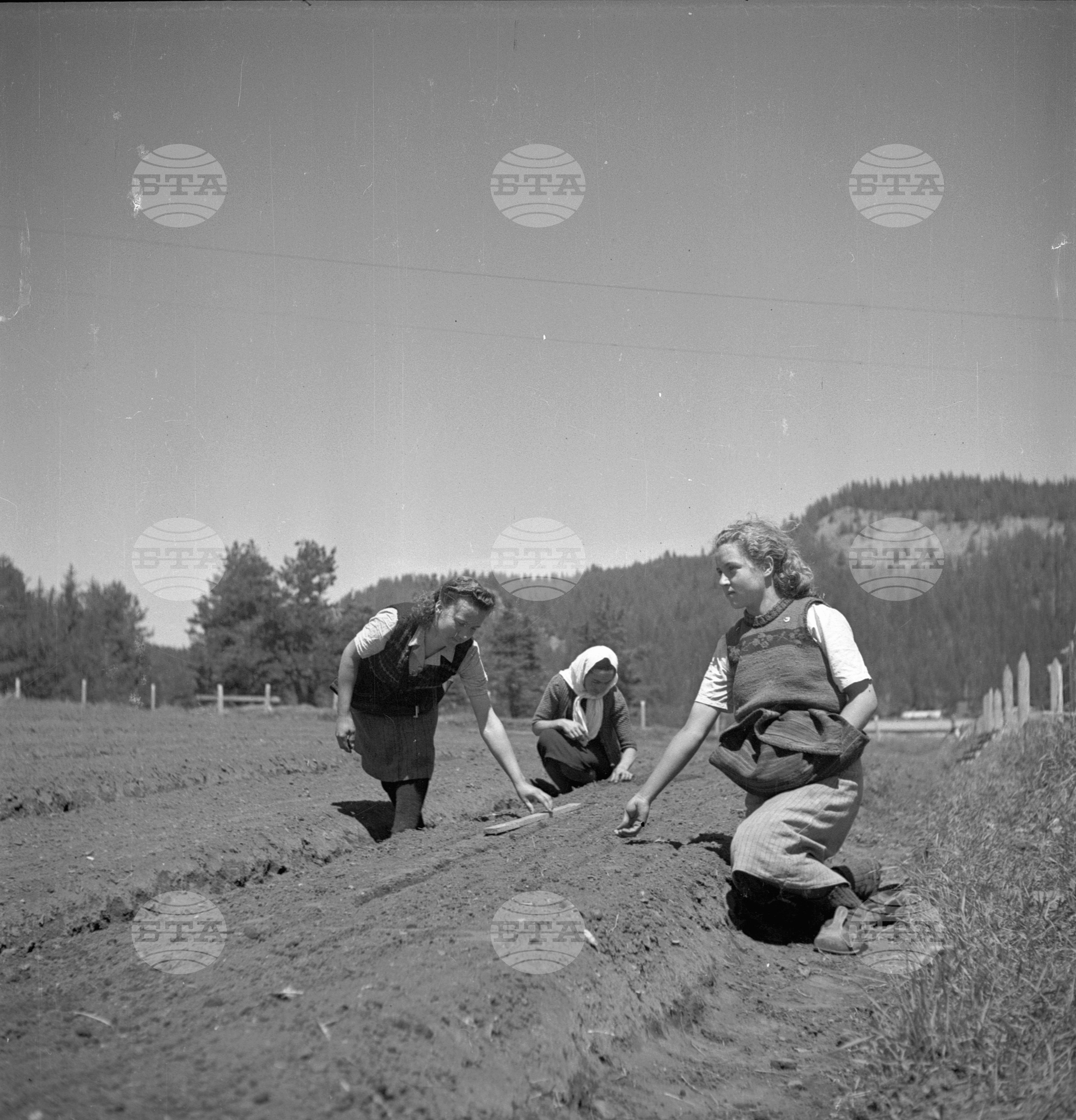 Дърводобив в държавни горски стопанства, 1951 - част 6