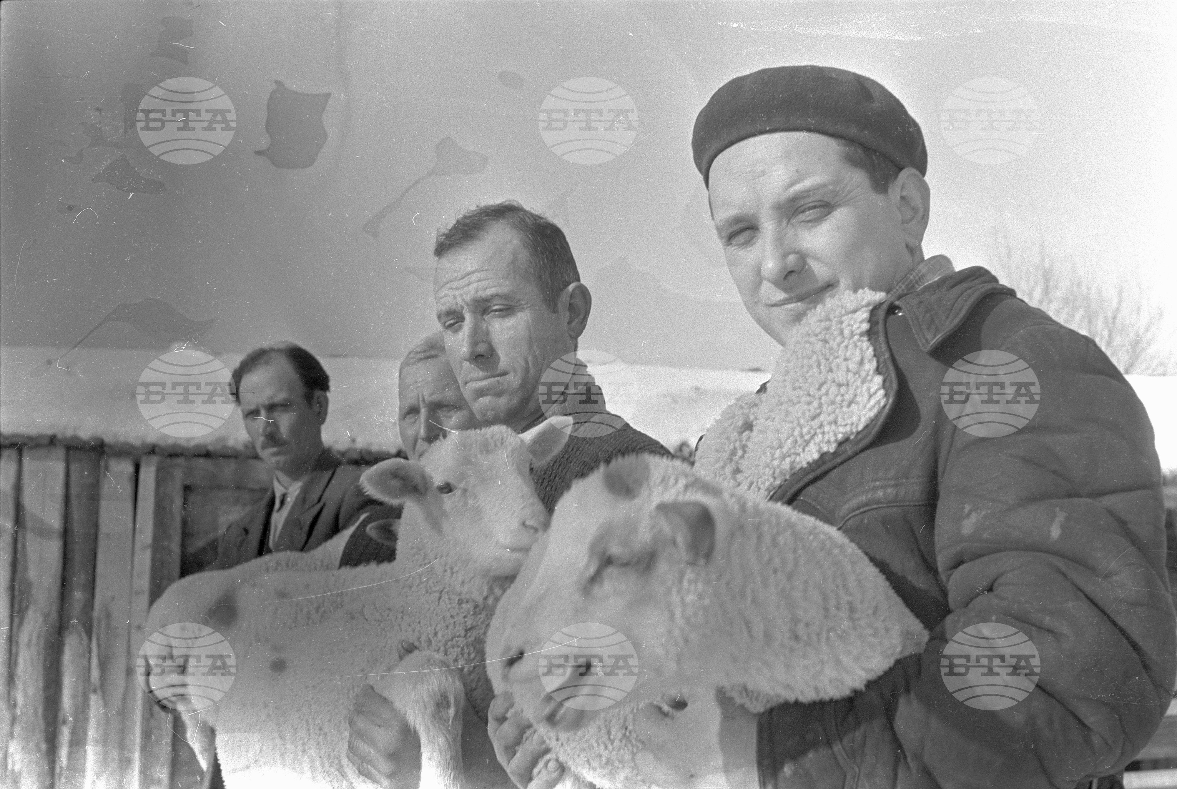 Овчарите от ТКЗС (Трудово кооперативно земеделско стопанство) кв. "Бенковски" - София