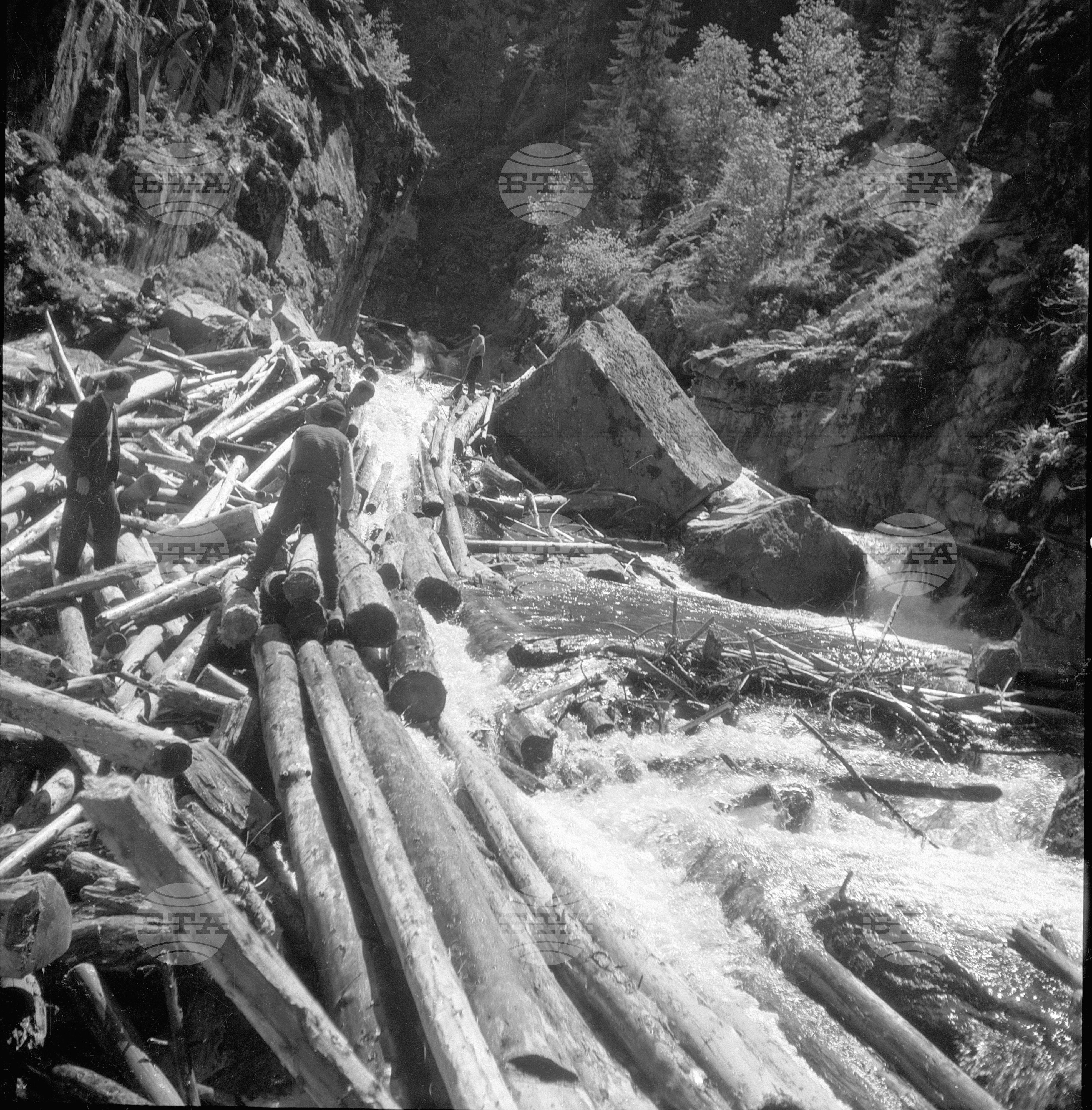 Дърводобив в държавни горски стопанства, 1951 - част 2