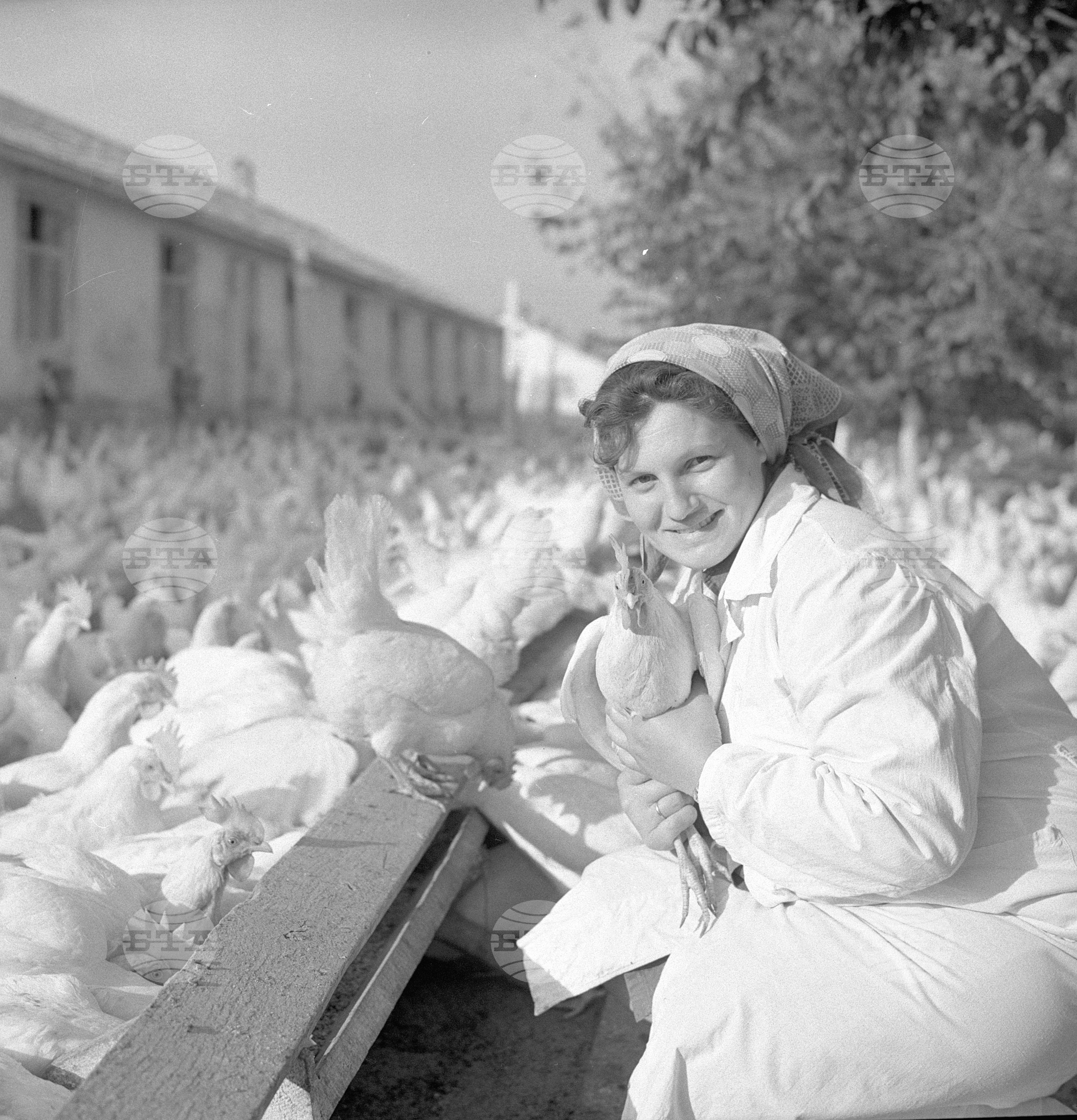 ТКЗС (Трудово-кооперативно земеделско стопанство) "Ленин" в Генерал Тошево, област Добрич