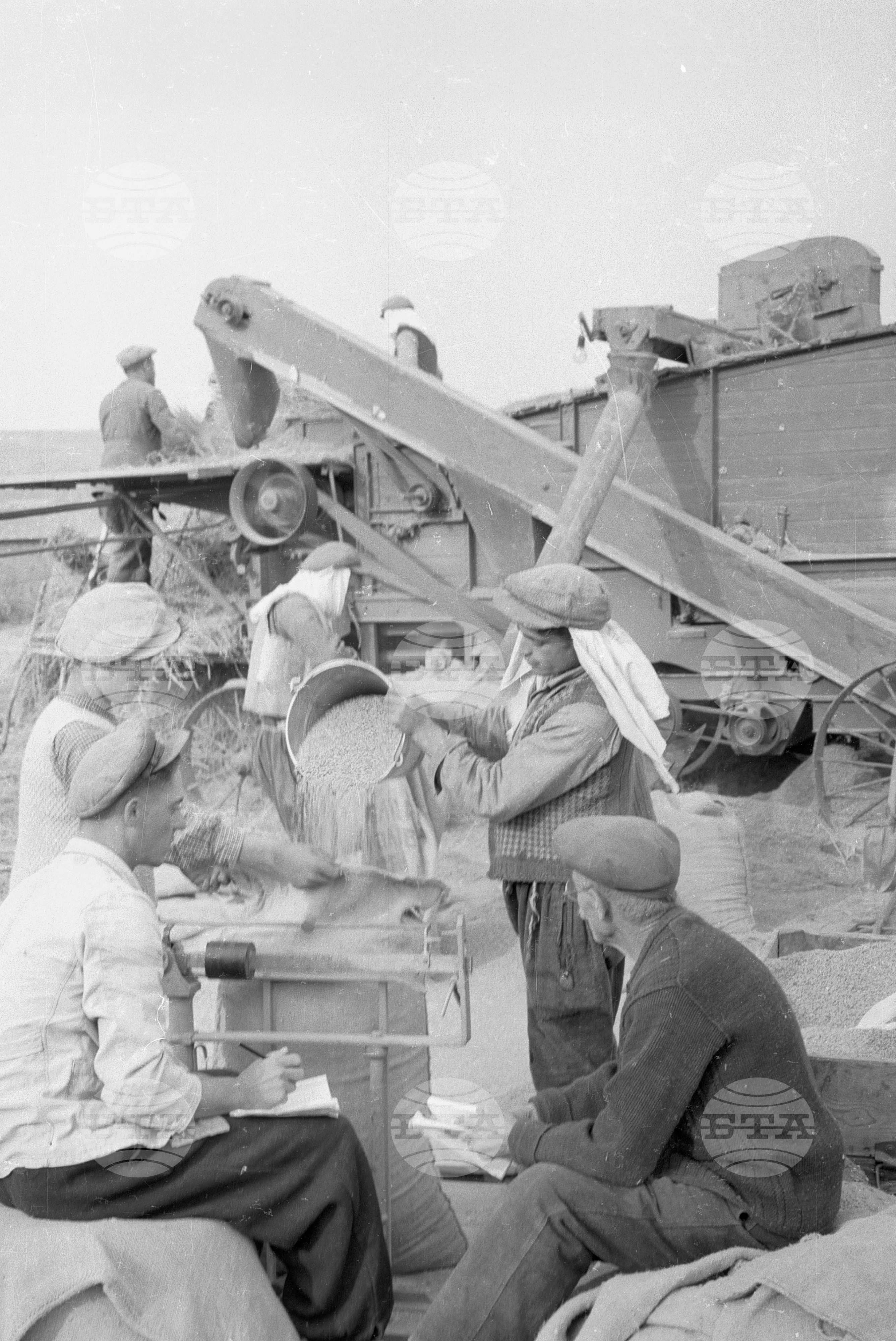 Жътва на ориз. Вършитба на ориз в Павликени - 1953 година