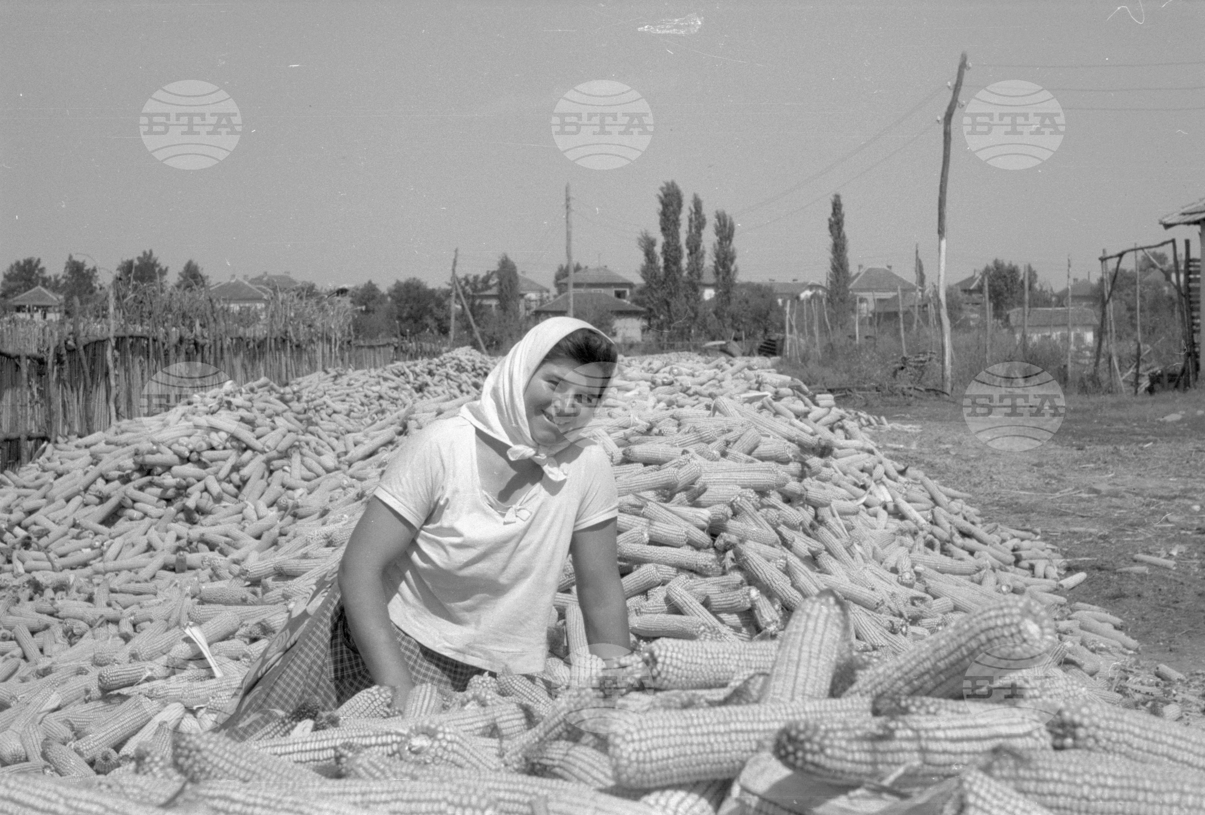 ТКЗС (Трудово кооперативно земеделско стопанство) във Видин - 1963