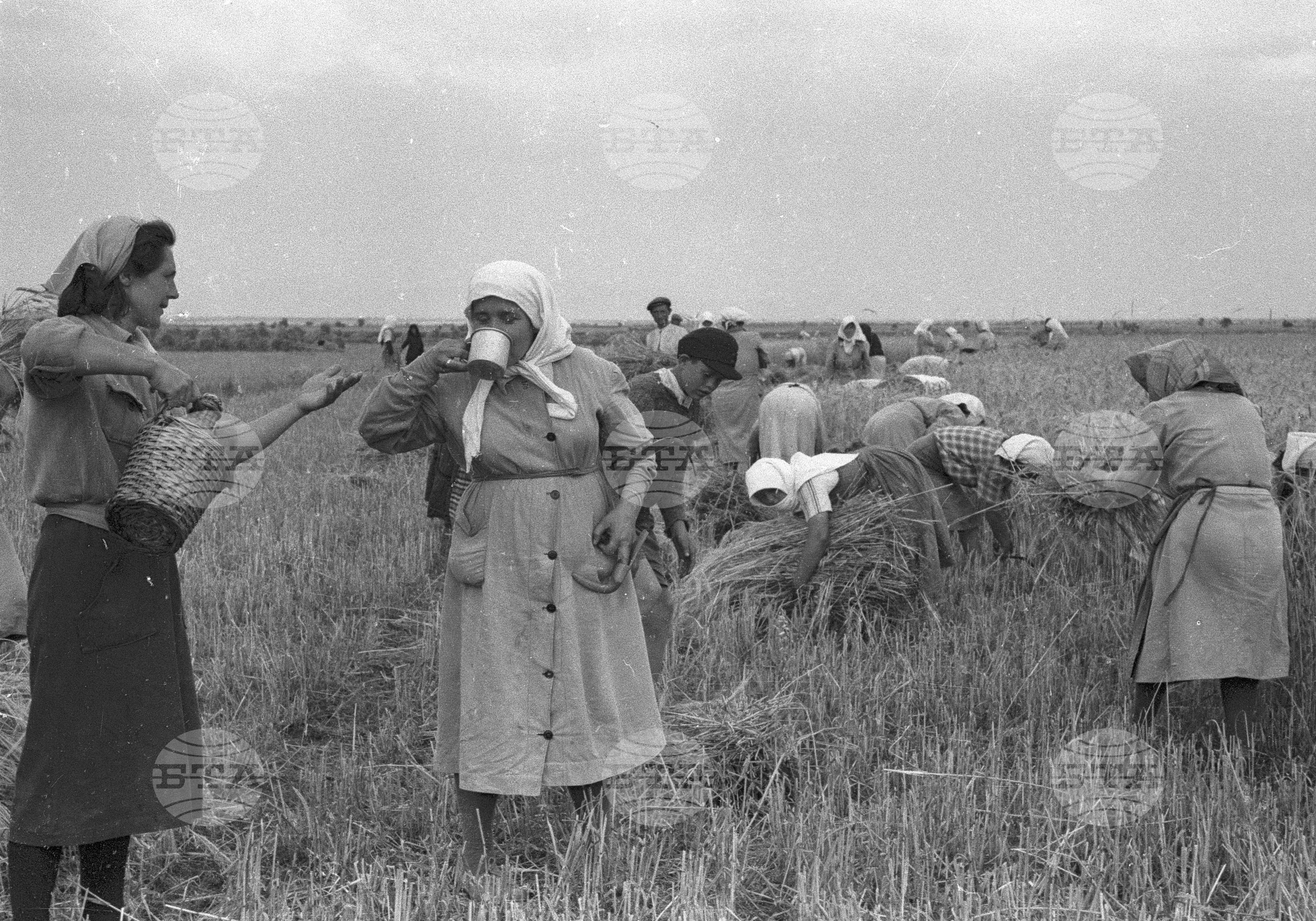 Жътва в Голямо Конаре (дн. гр. Съединение), 1951