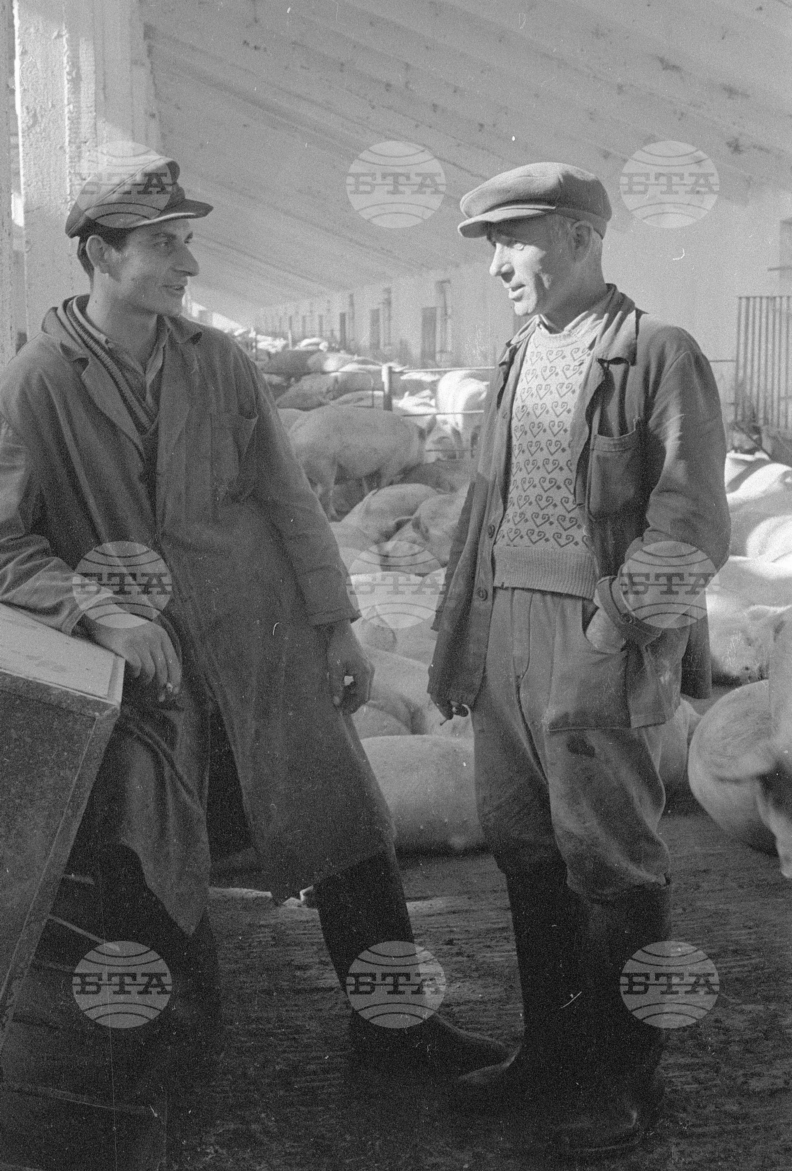 Комплекс за производство на свинско месо на ТКЗС (Трудово кооперативно земеделско стопанство) - град Попово