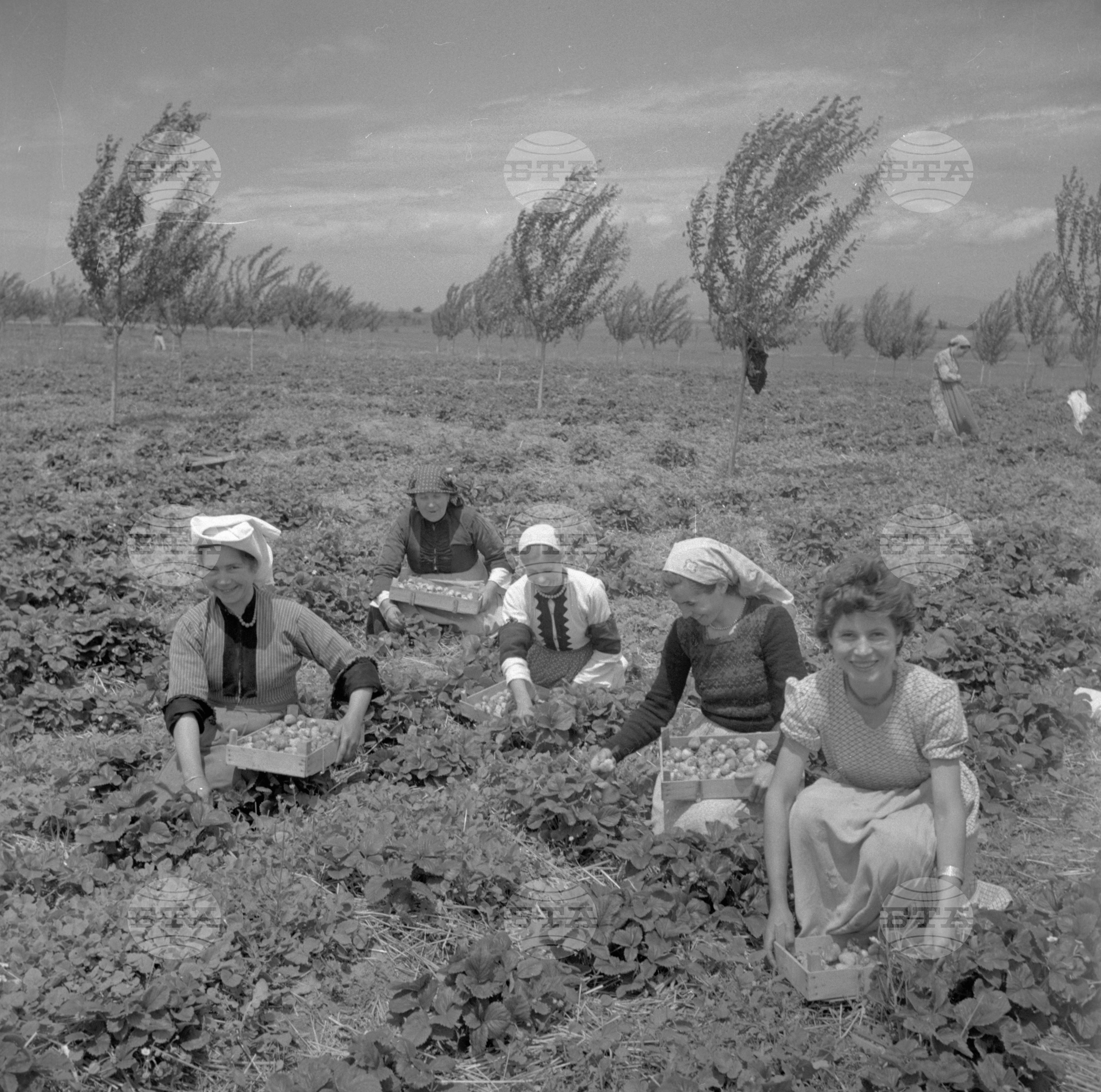 Беритба на ягоди в село Чалъкови, Пловдивски окръг