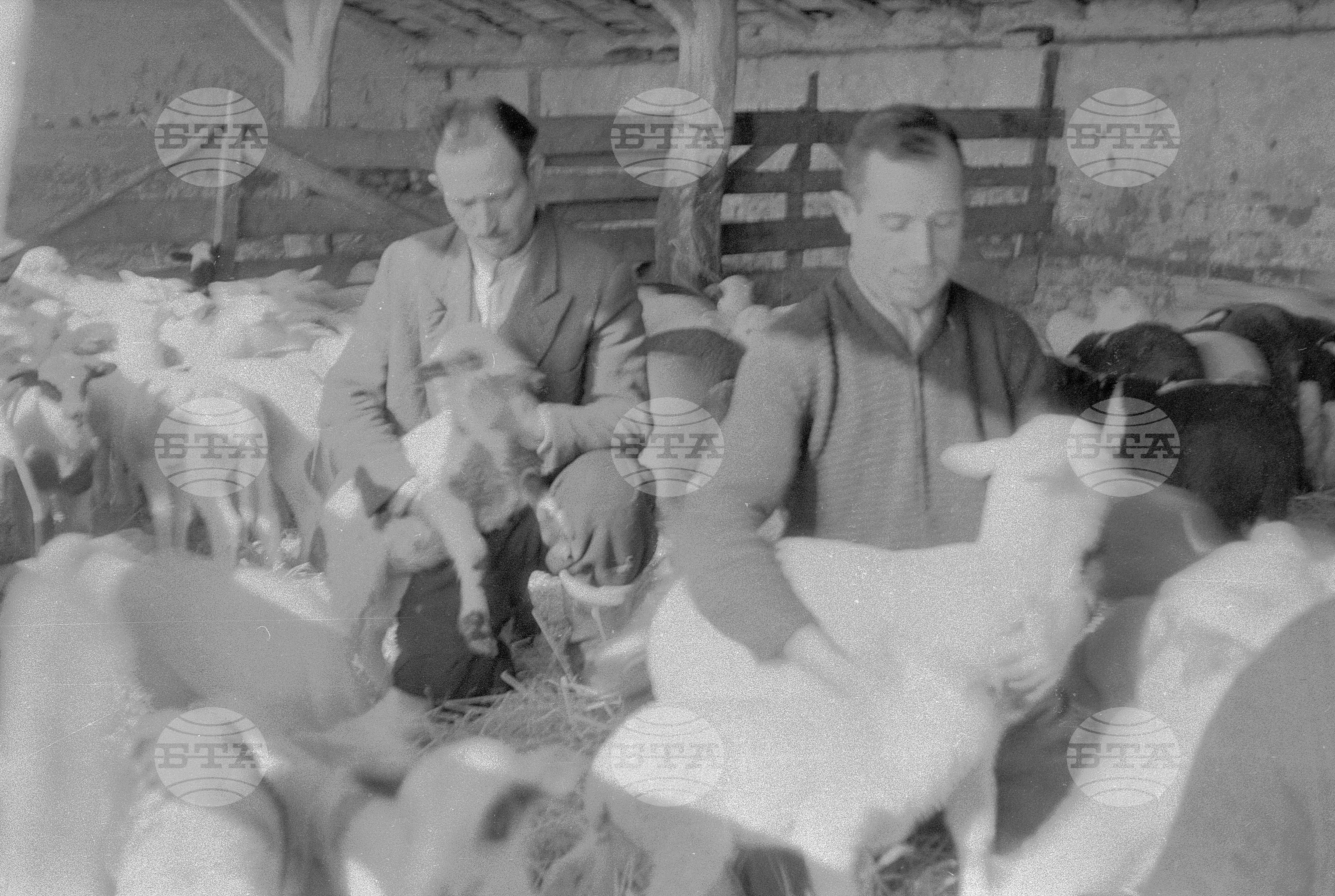 Овчарите от ТКЗС (Трудово кооперативно земеделско стопанство) кв. "Бенковски" - София
