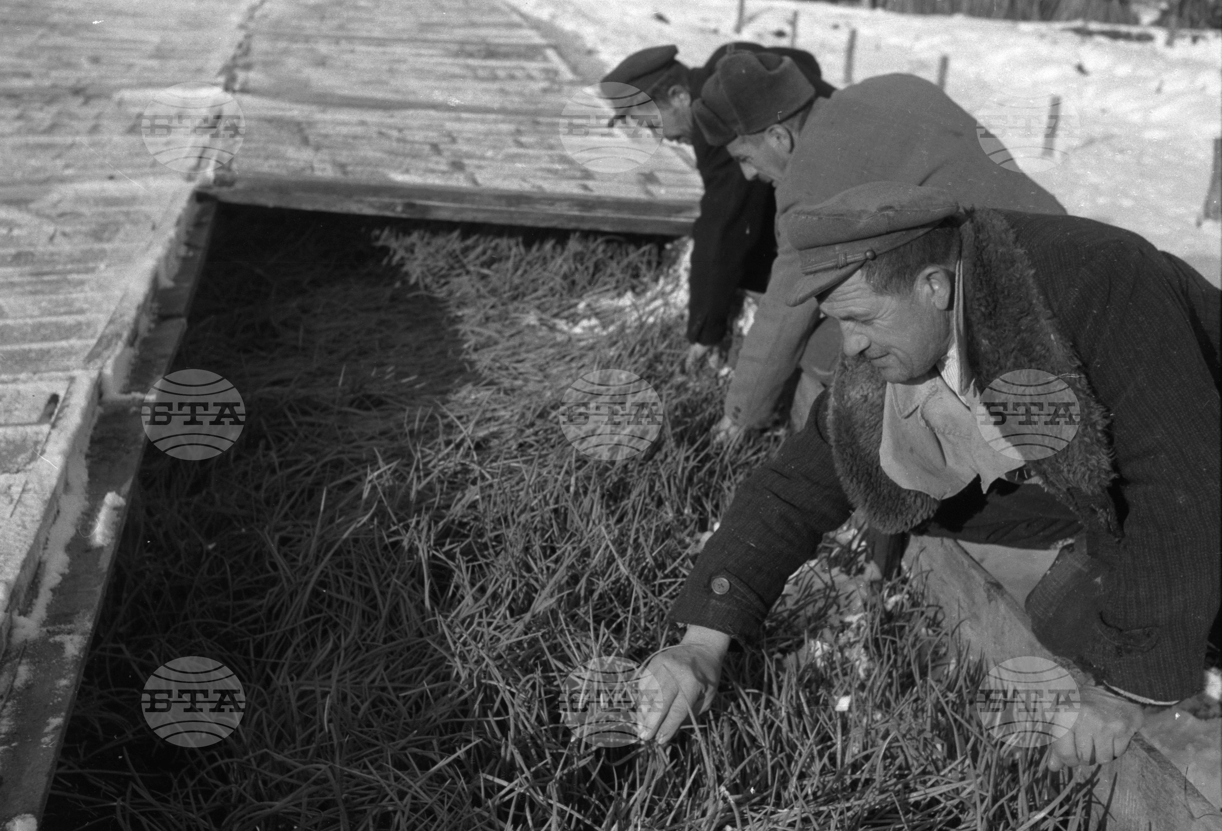ТКЗС "Път към комунизъм" село Малък Поровец, Разградски окръг