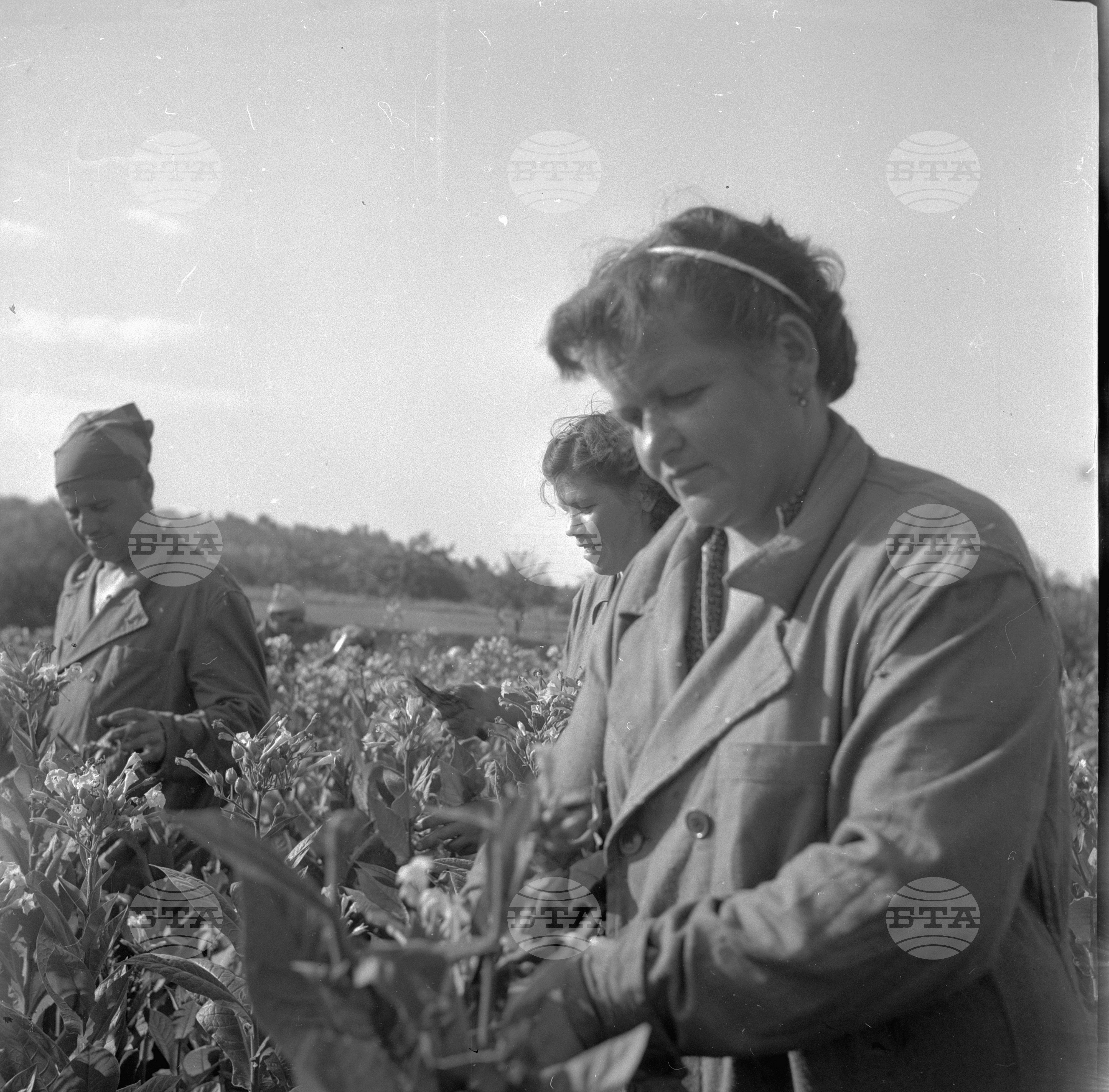 На бригада 1962 година