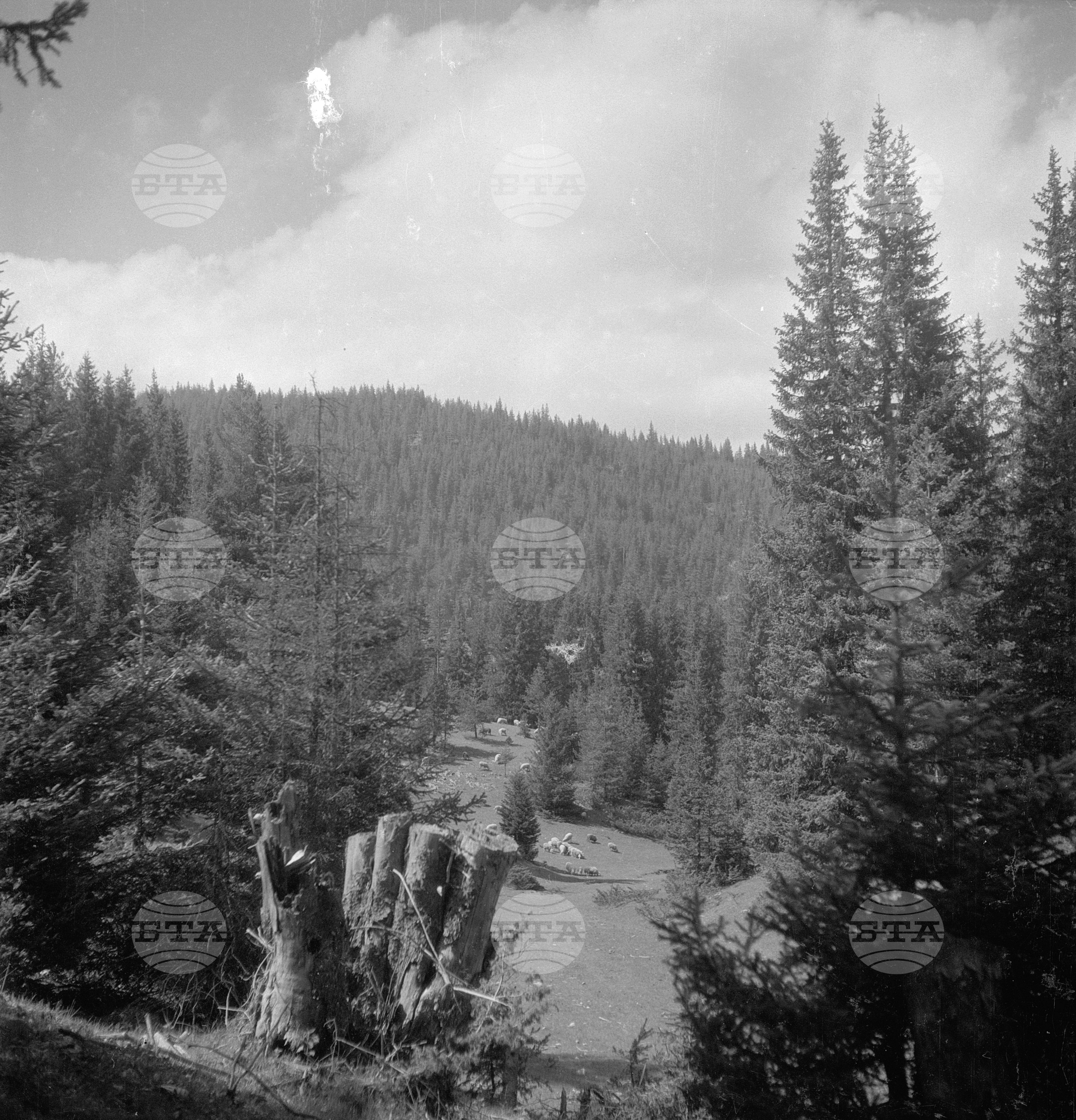 Дърводобив в държавни горски стопанства, 1951 - част 7