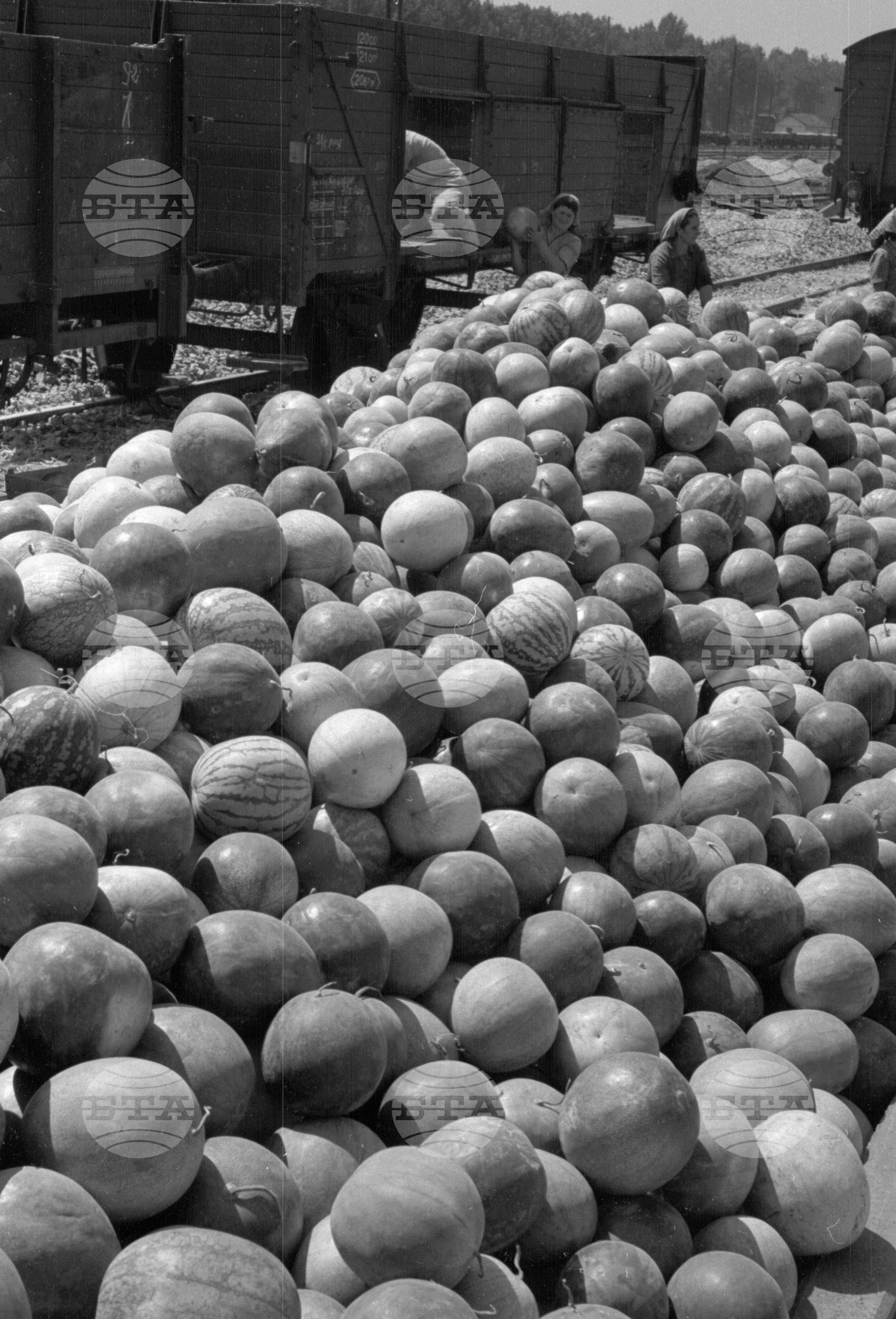 Износ на плодове от пристанището на гр. Видин - 1953 година