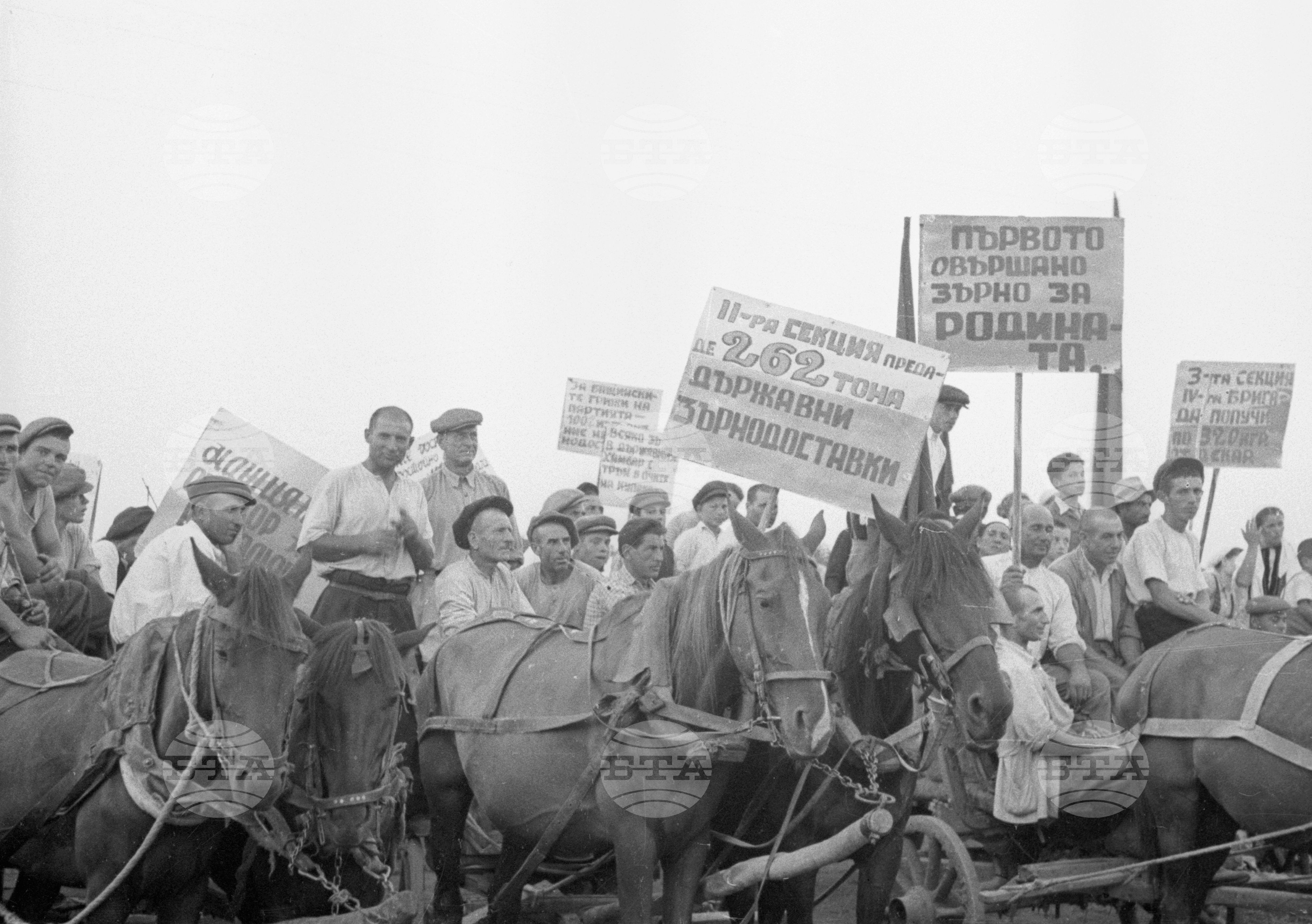 Предаване на зърнодоставки в Голямо Конаре (днес град Съединение), 1951