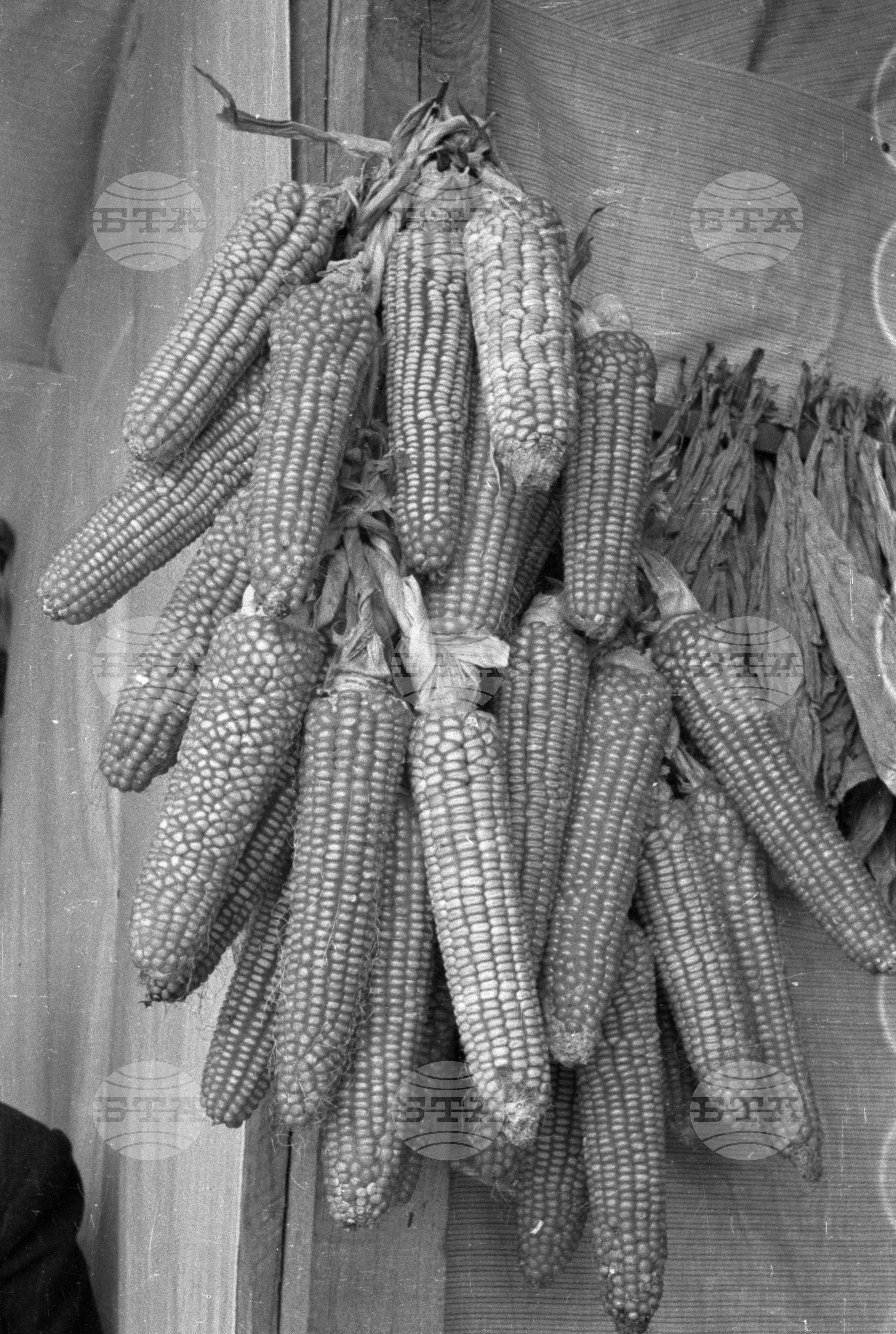 Селскостопанска изложба в Левскиград (дн. Карлово), 1951