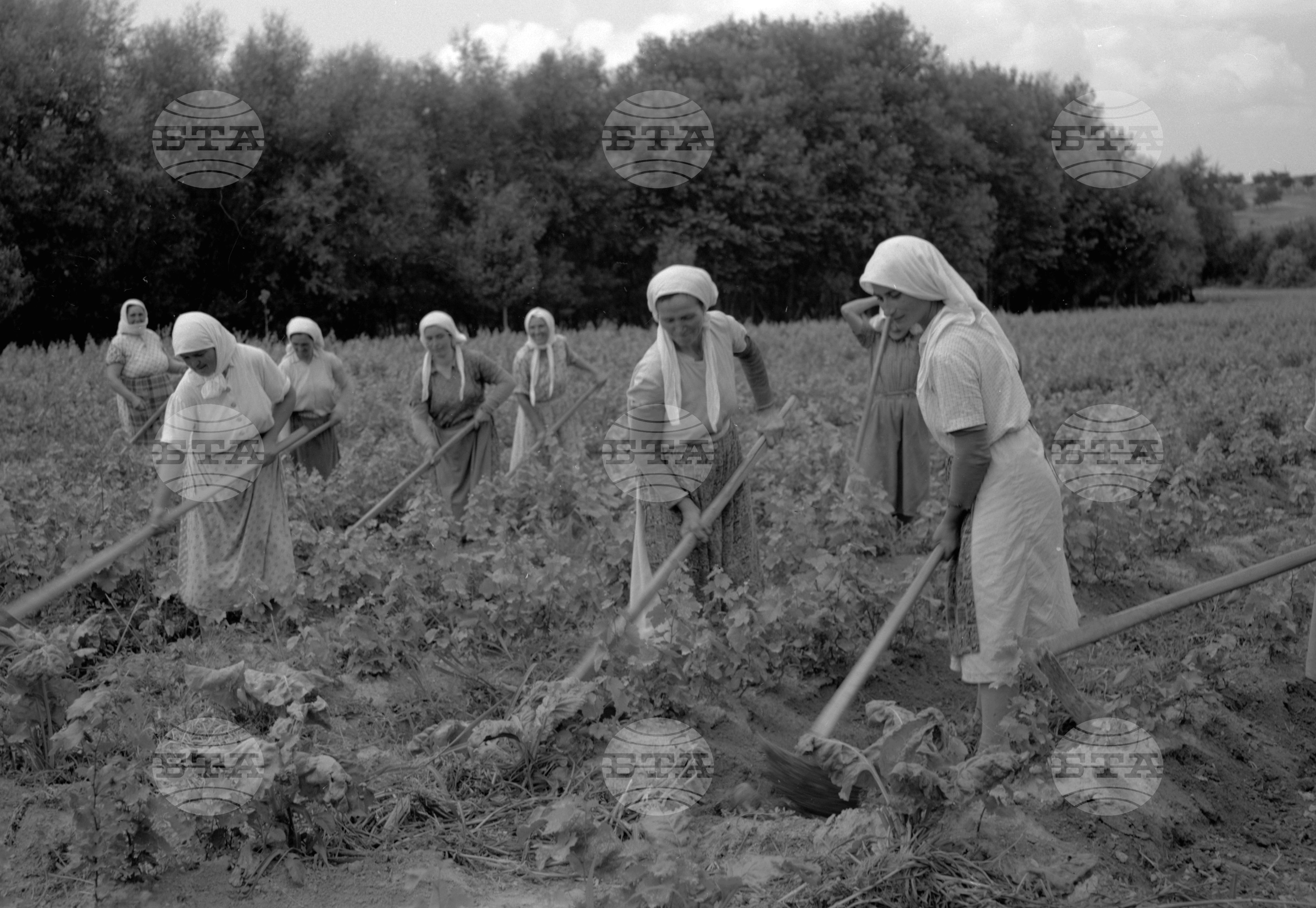 Трудово-кооперативно земеделски стопанства (ТКЗС), Пазарджишки окръг - част 2