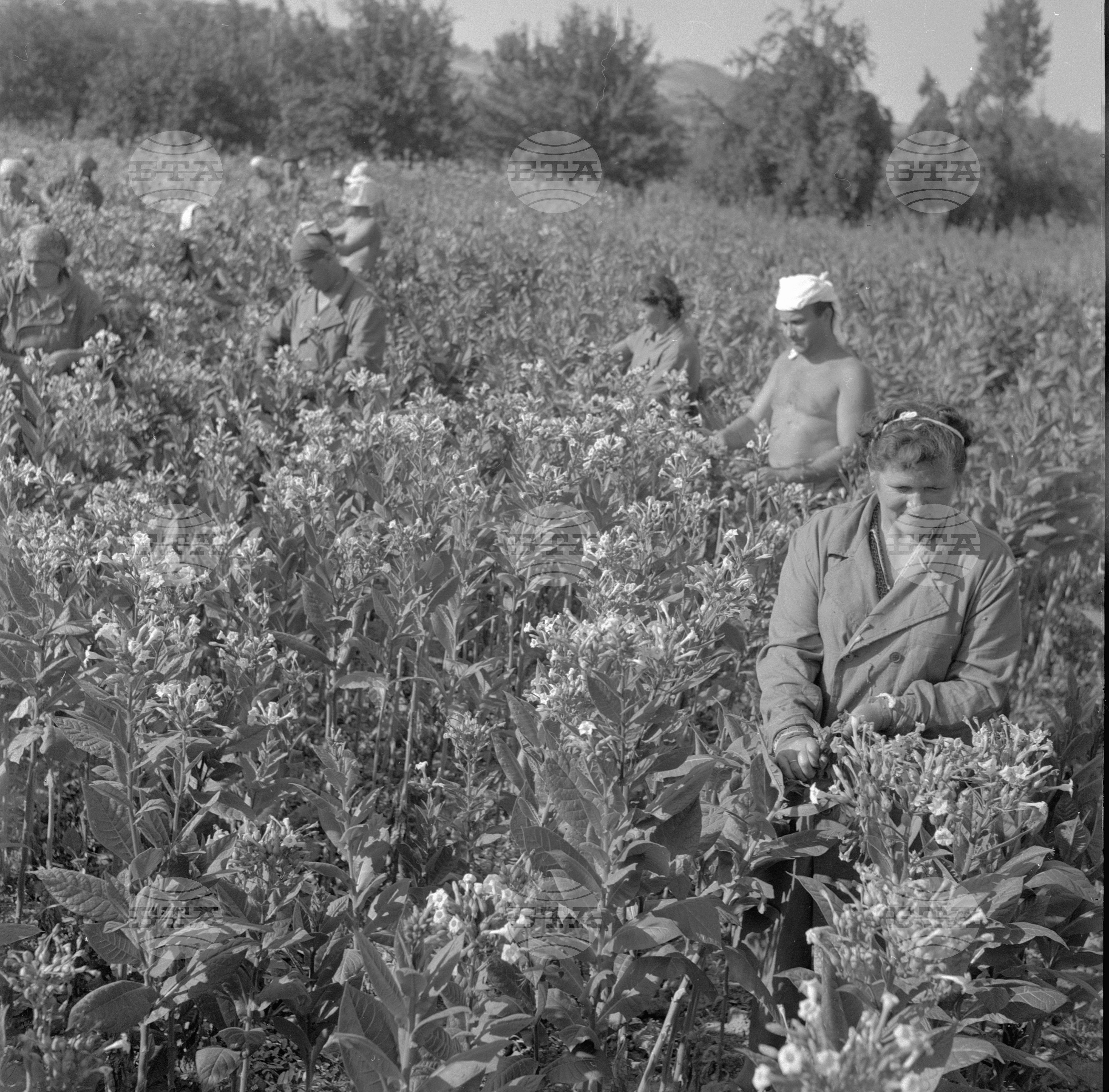 На бригада 1962 година