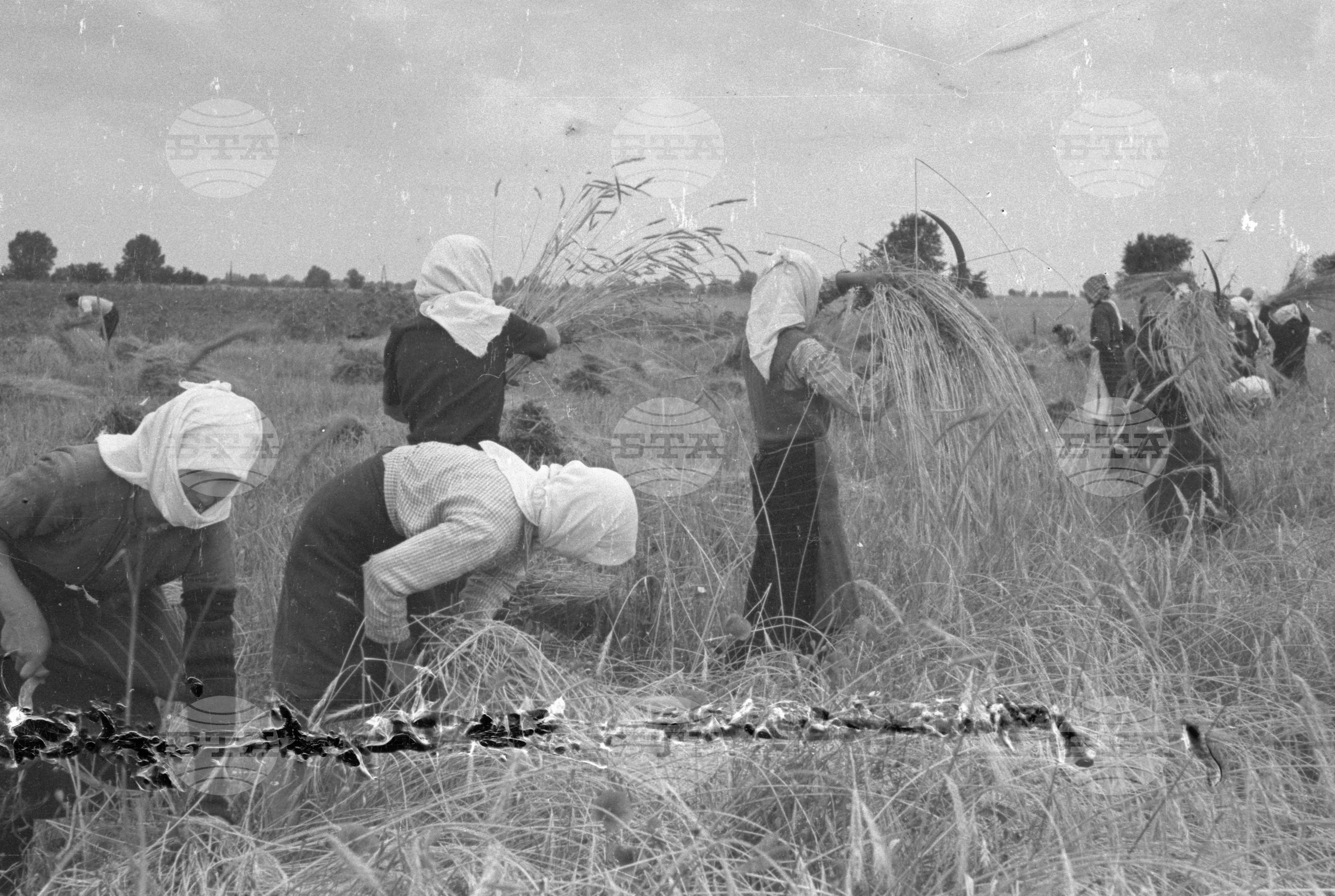 Жътва в Царацово, Община Пловдив в края на месец юни