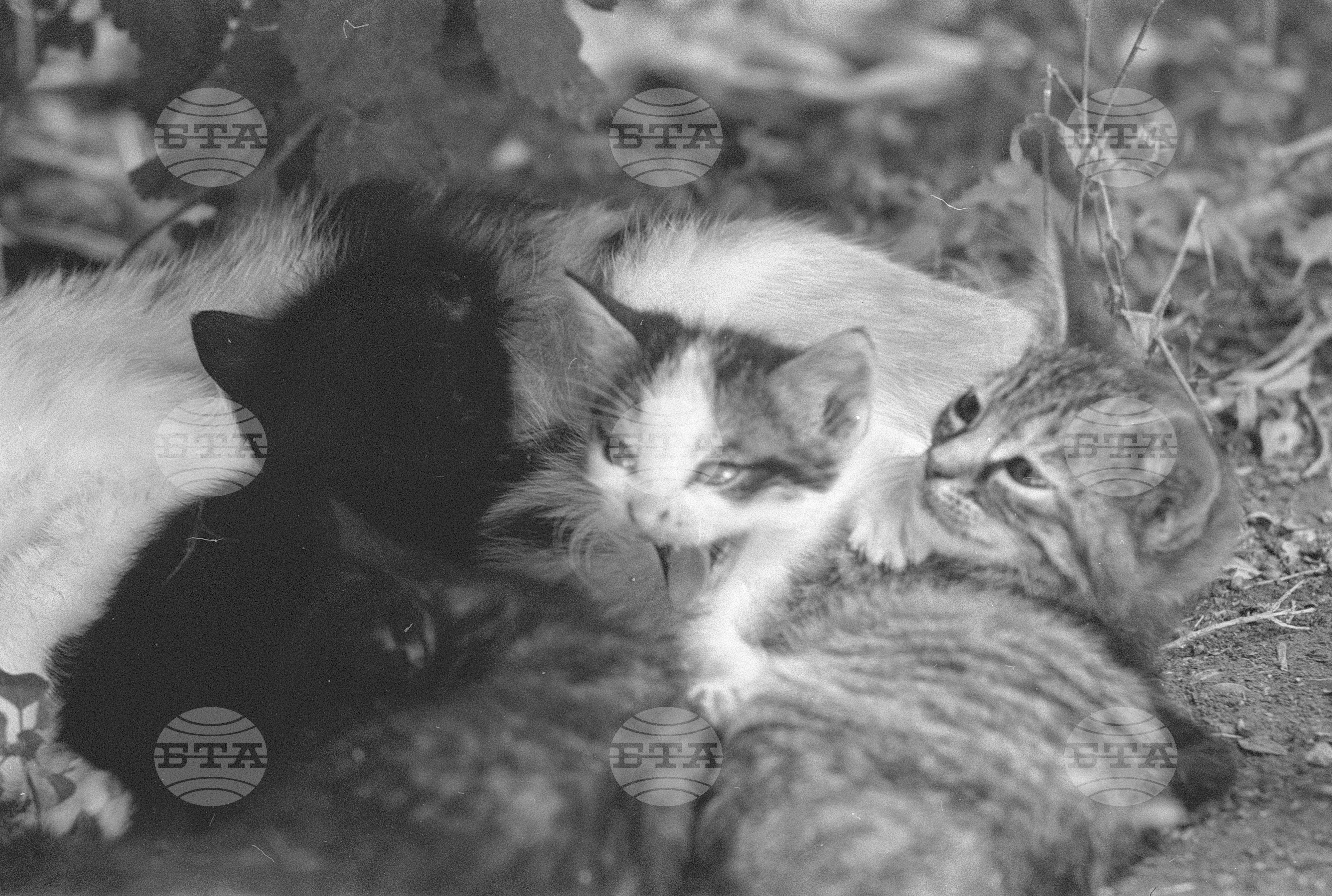 Котенца 1971 година