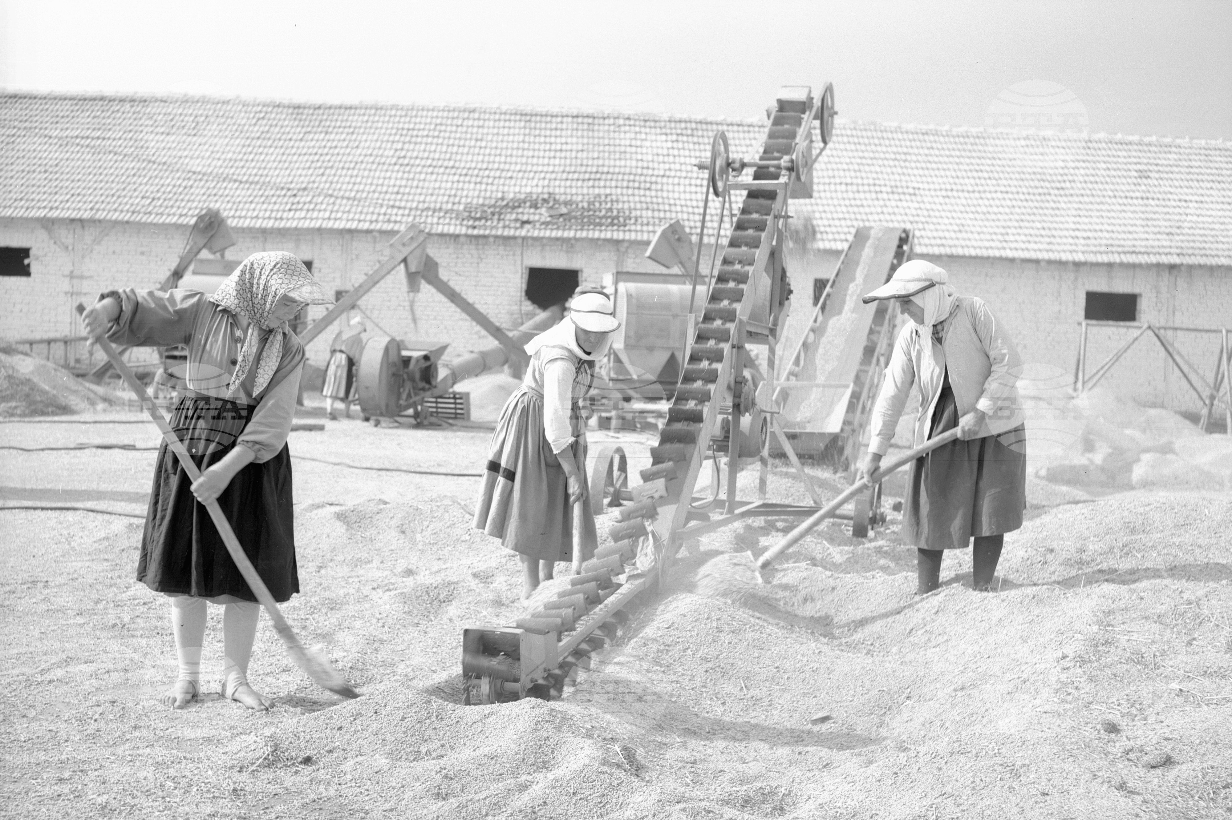 Студентските бригади в помощ на кооператорите от ТКЗС с. Секирово, Пловдивски окръг