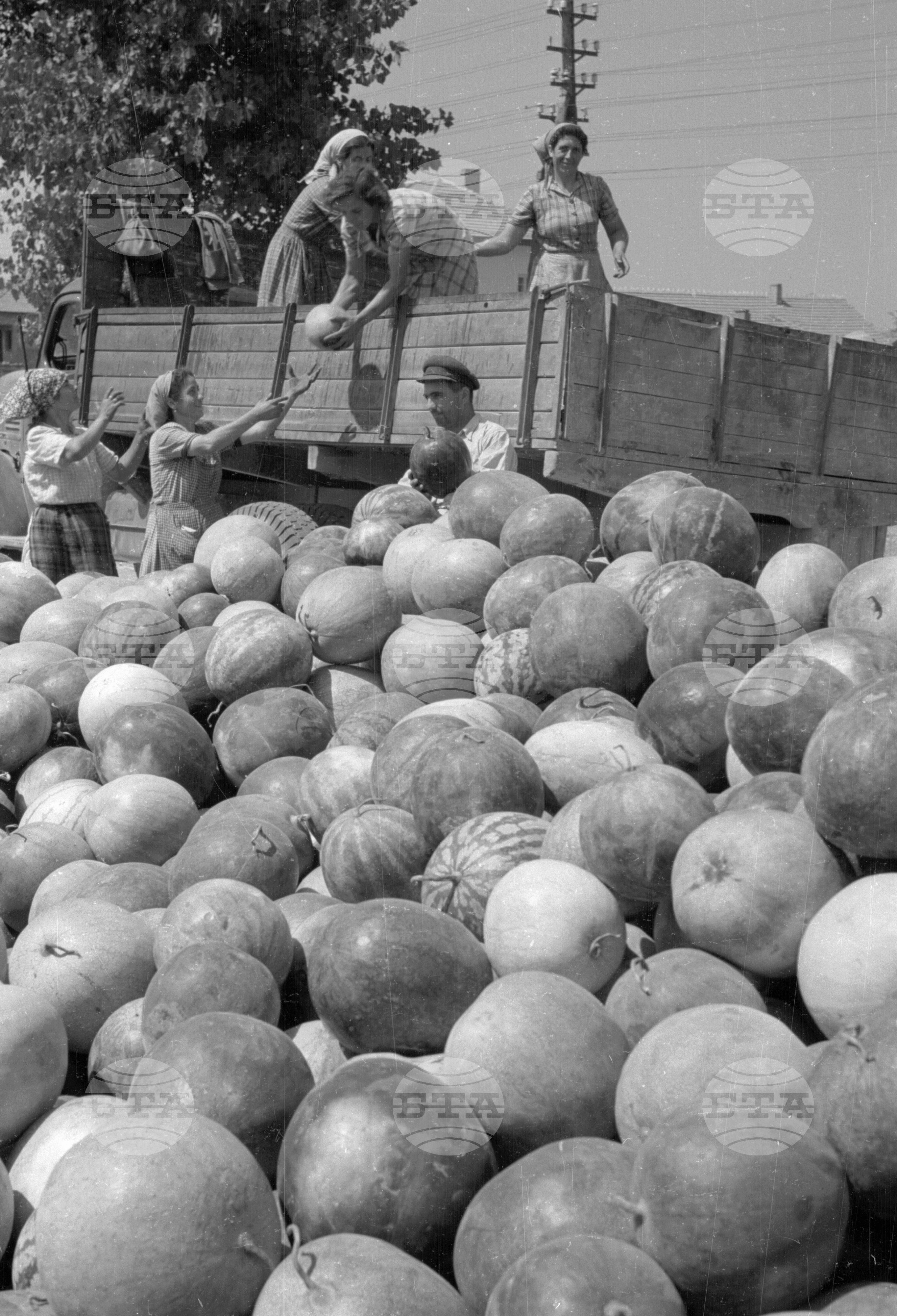 Износ на плодове от пристанището на гр. Видин - 1953 година