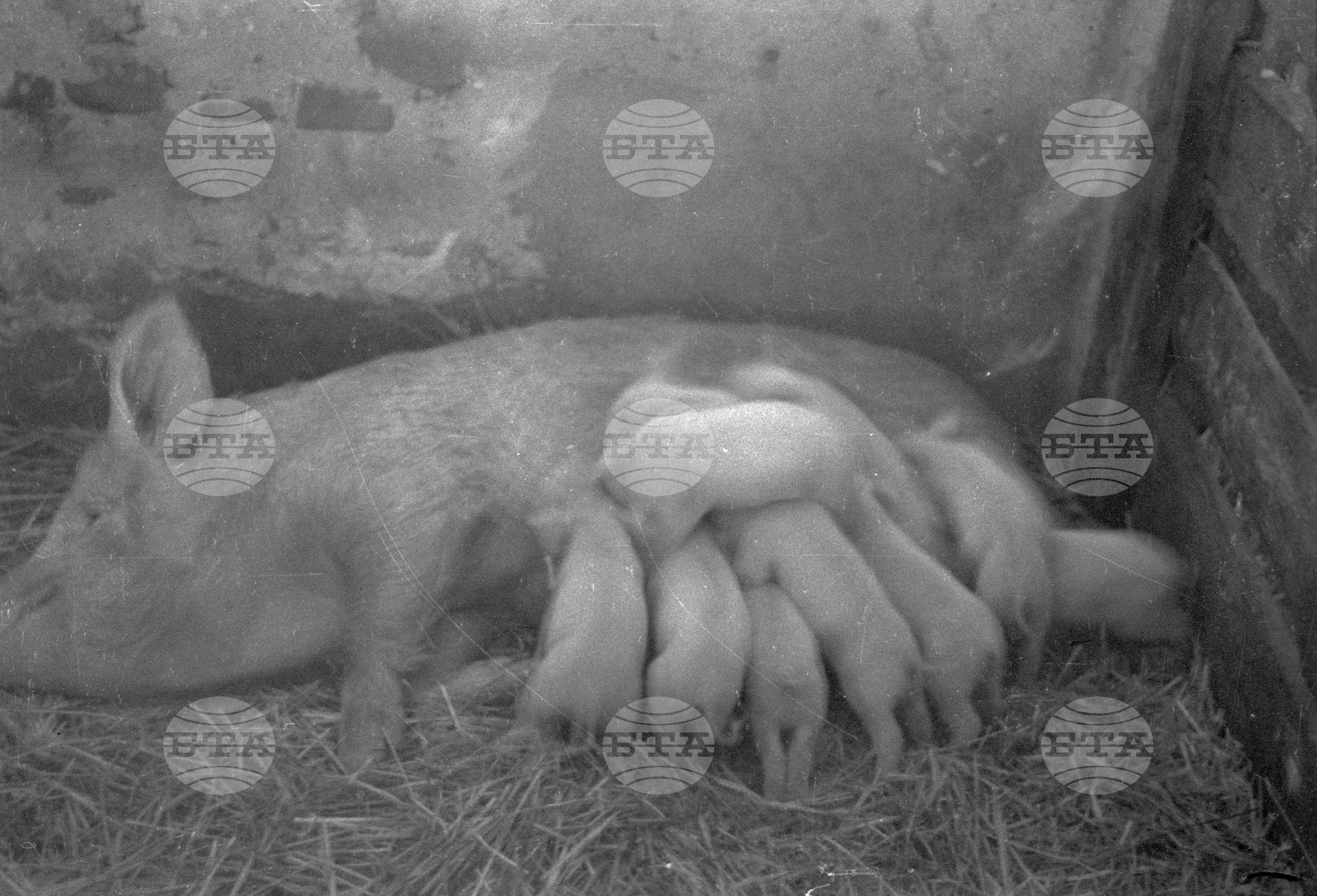 Трудово кооперативното земеделско стопанство (ТКЗС) Караджово, 1951
