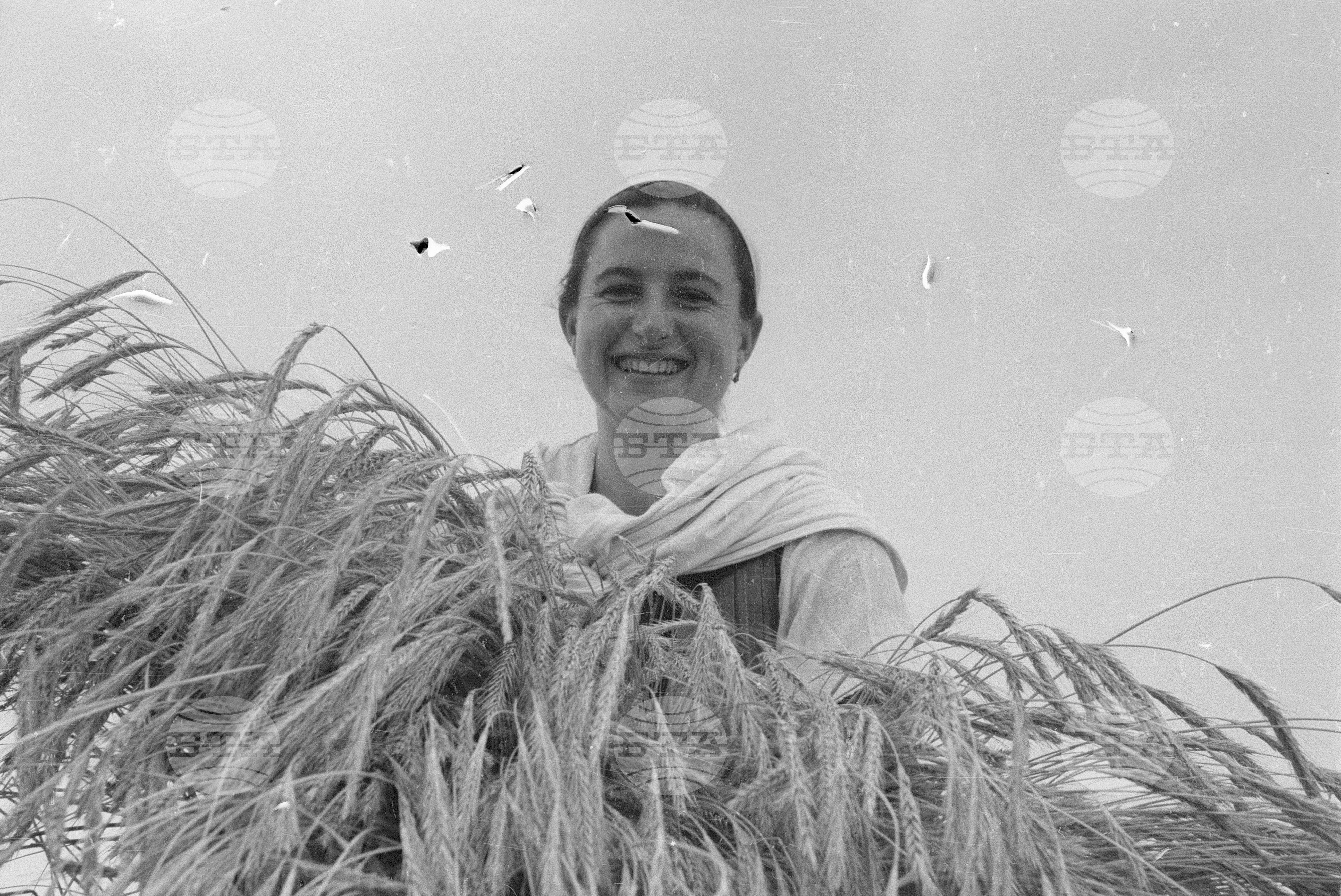 Жътва в Цалапица - Костиево, 1951