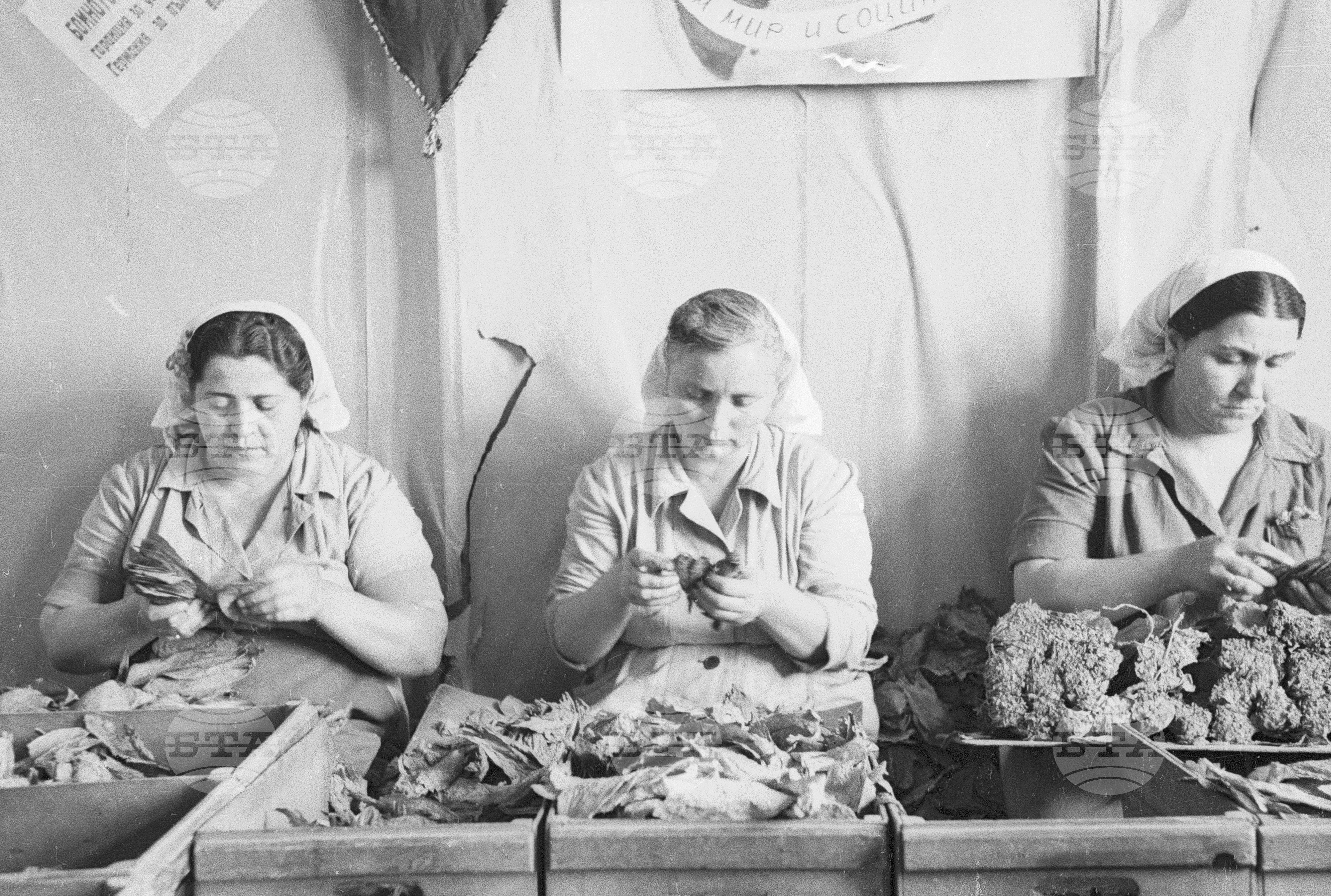 Тютюнопроизводство в България, 1951