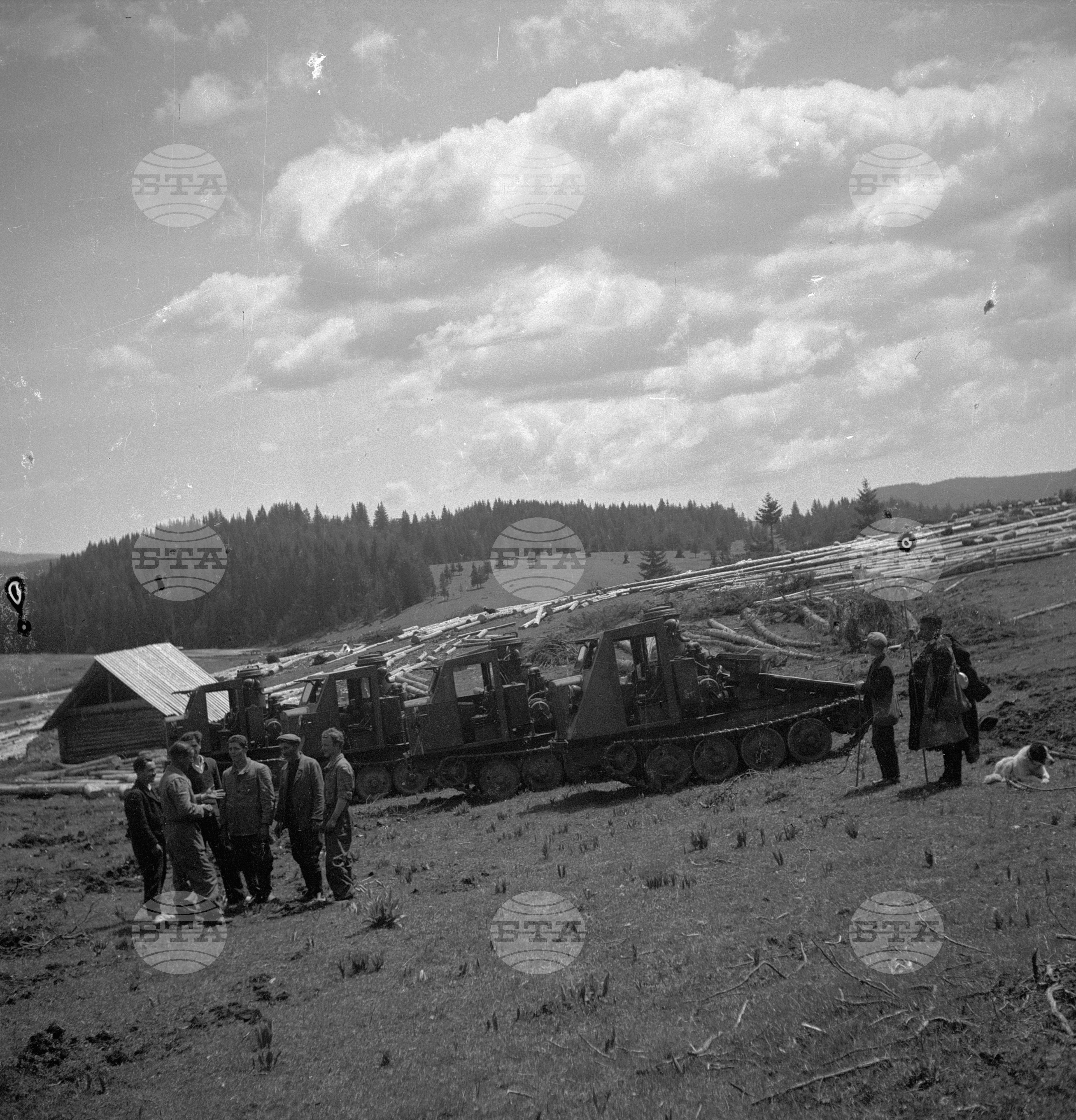 Дърводобив в държавни горски стопанства, 1951 - част 8