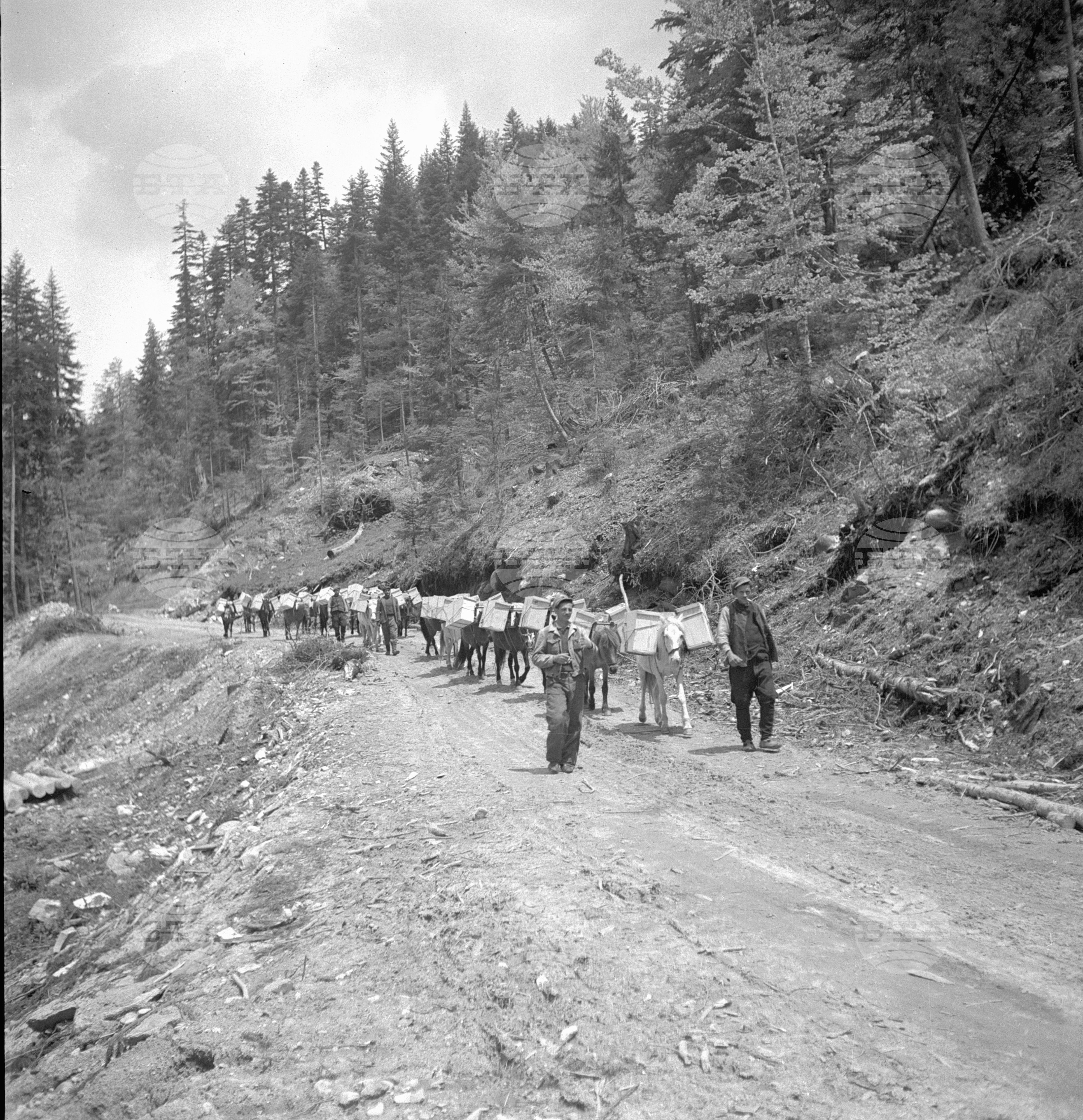 Дърводобив в държавни горски стопанства, 1951 - част 4