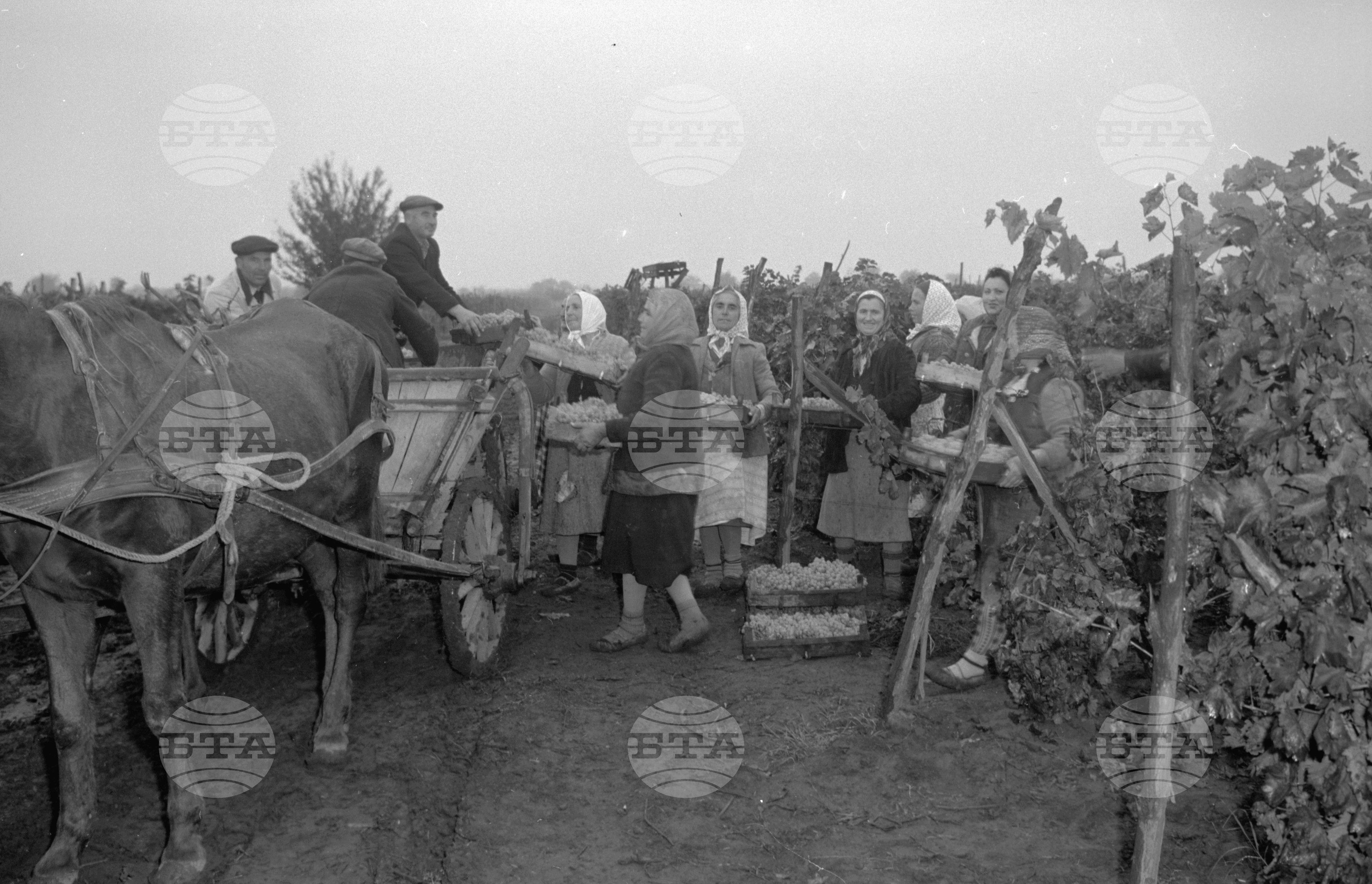 ТКЗС XXII конгрес на КПСС - село Расово, Михайловградски окръг (днес Монтана)