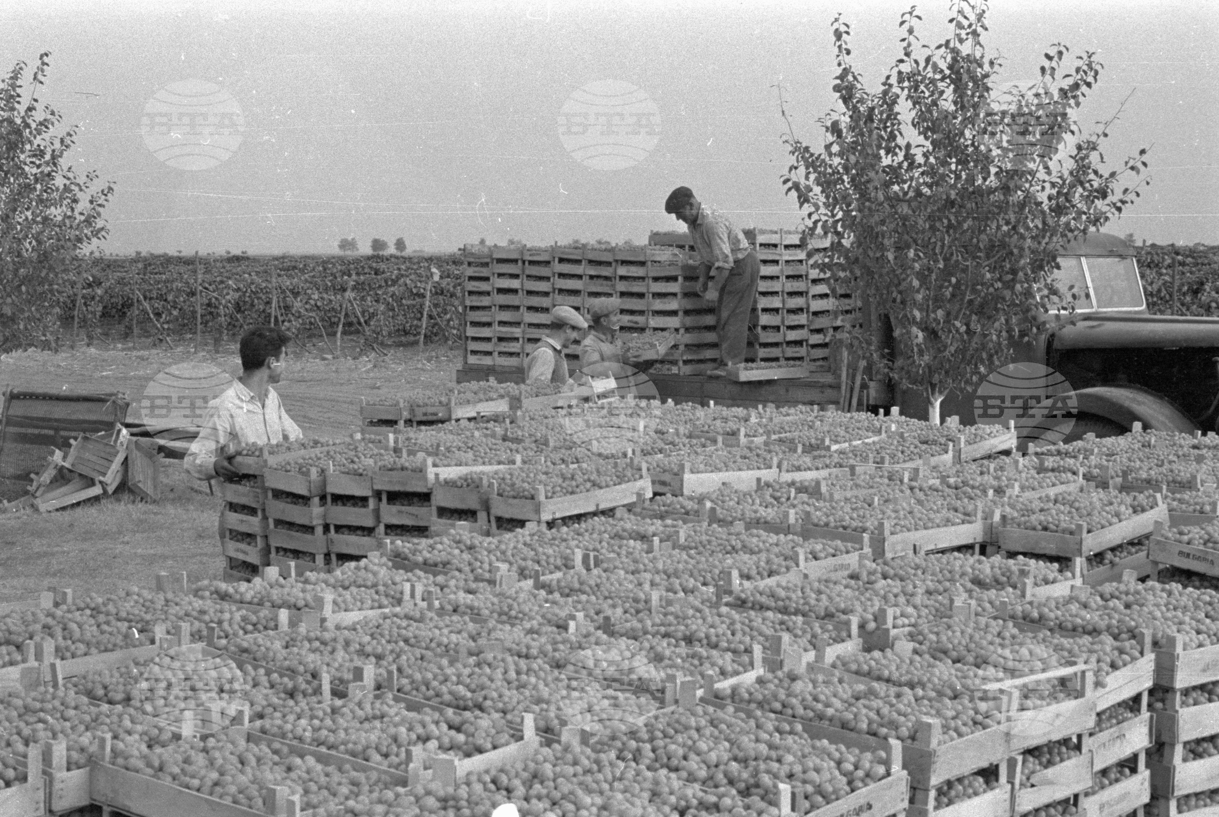 Гроздобер в Трудово кооперативно земеделско стопанство (ТКЗС)-с. Вълчедръм, Михайловградски окръг