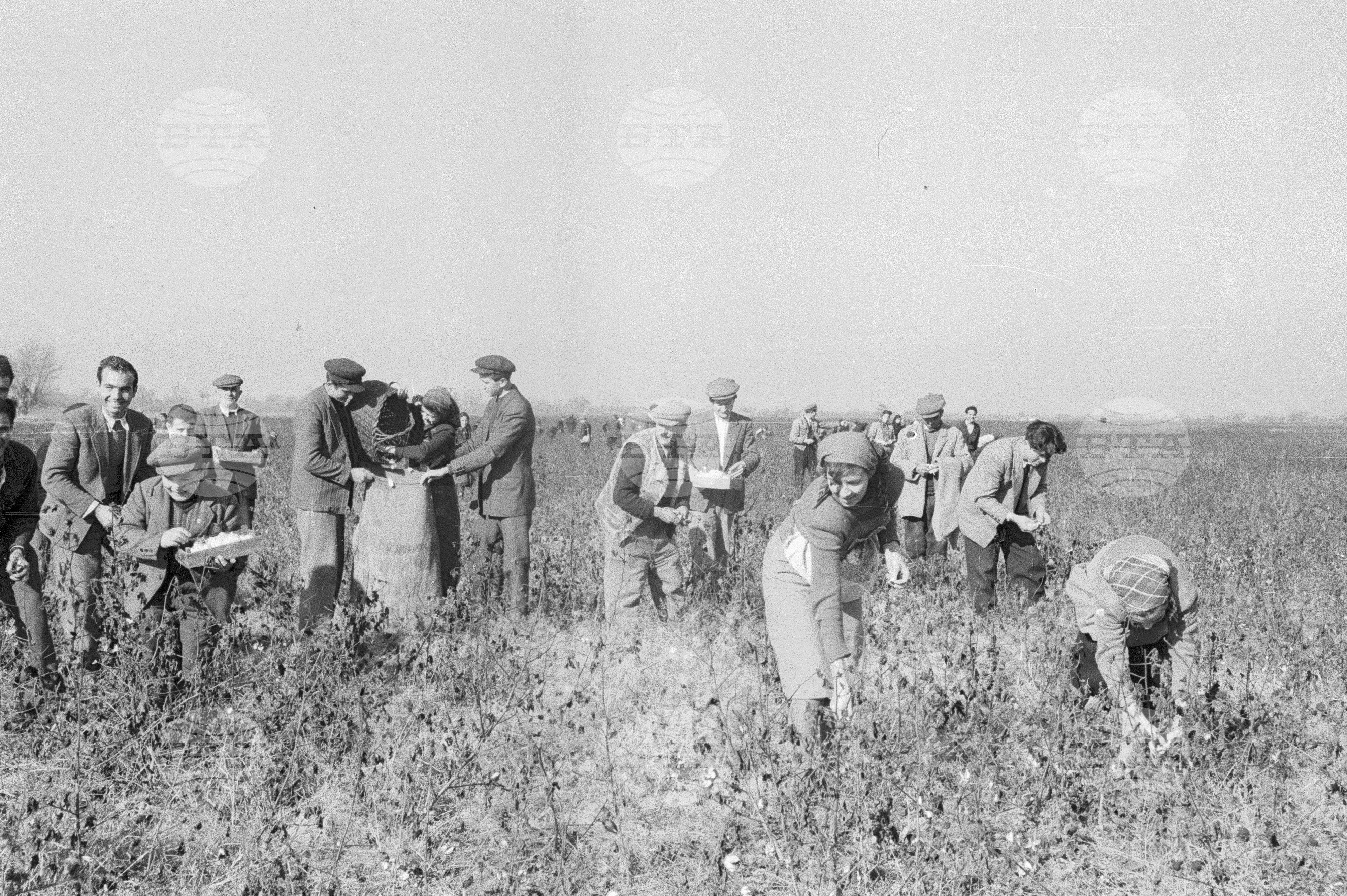 Беритба на памук в Черногорево. Архив - Българска телеграфна агенция (БТА), 1951