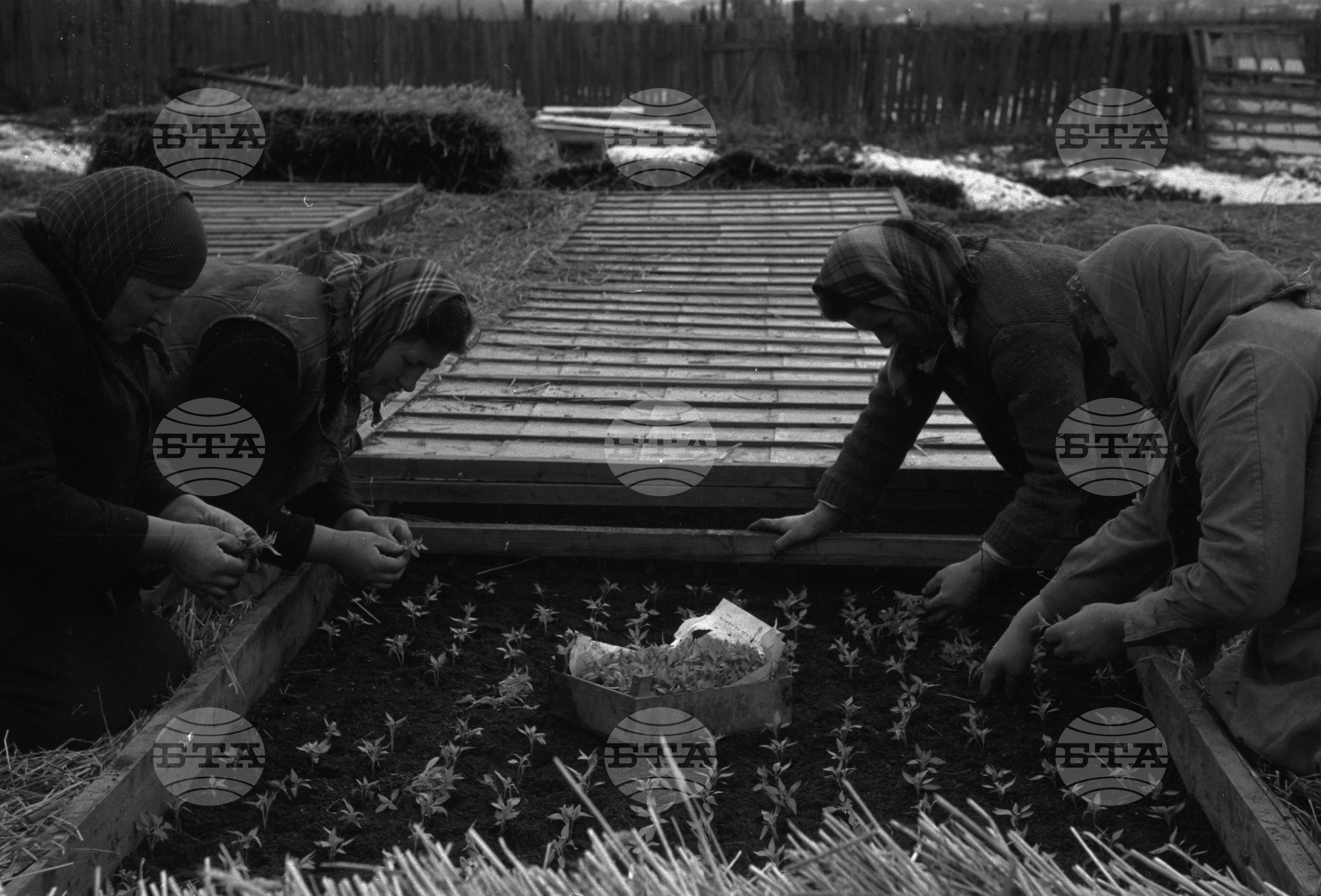 В Трудовото кооперативно земеделско стопанство (ТКЗС) "Ботевградска комуна" - Ботевград, Софийски окръг