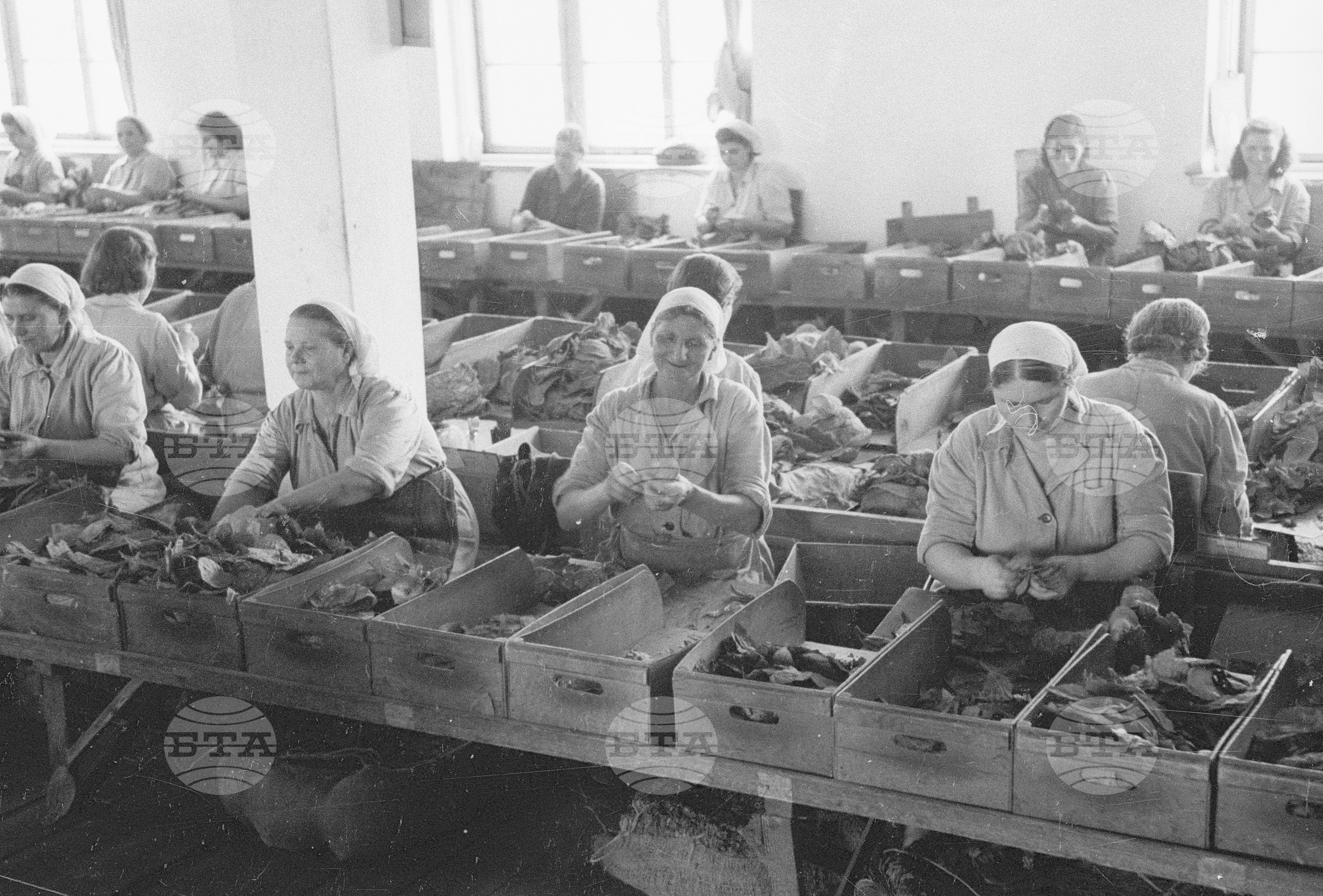 Тютюнопроизводство в България, 1951