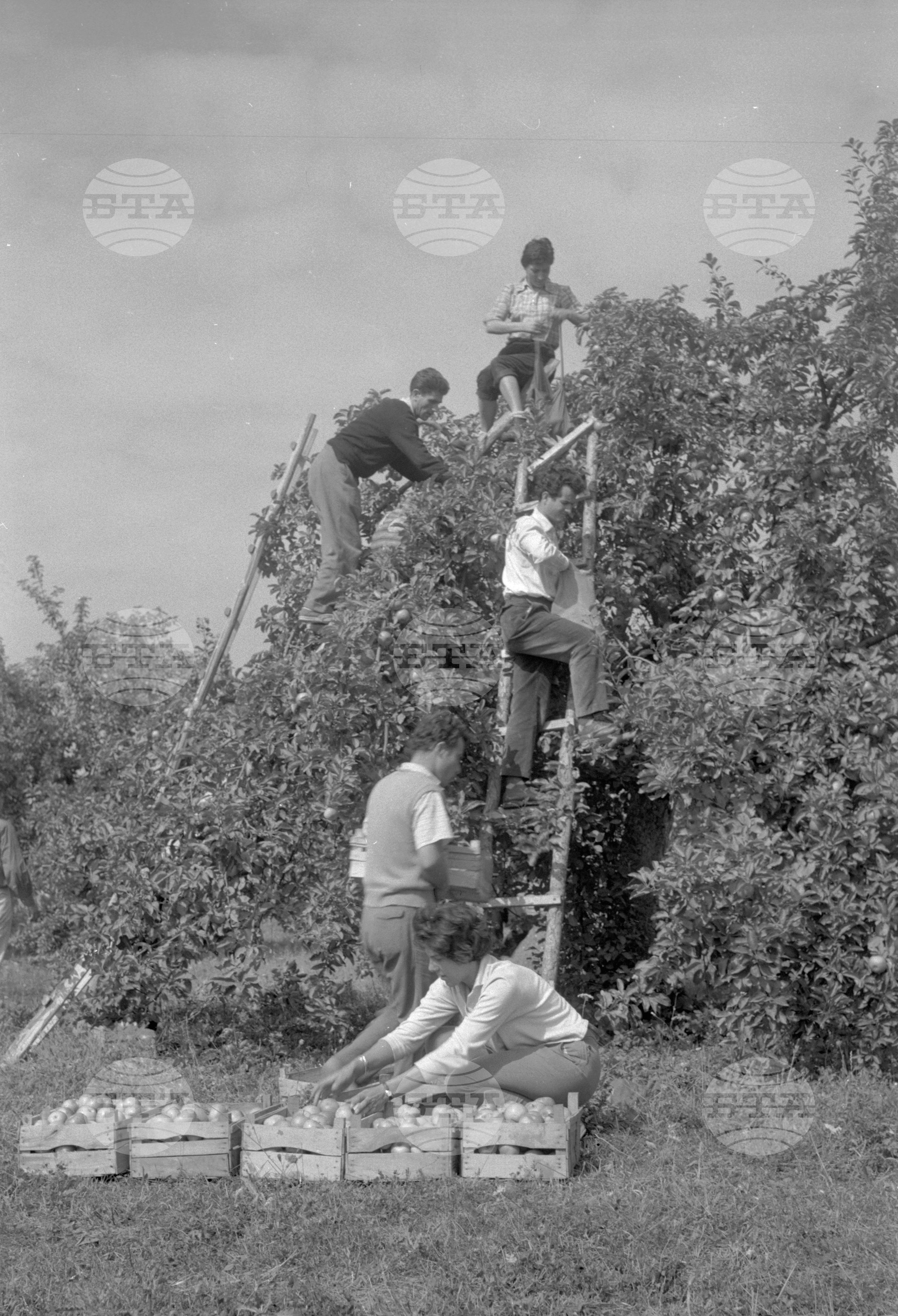 Из Кюстендилски окръг - септември 1962 година