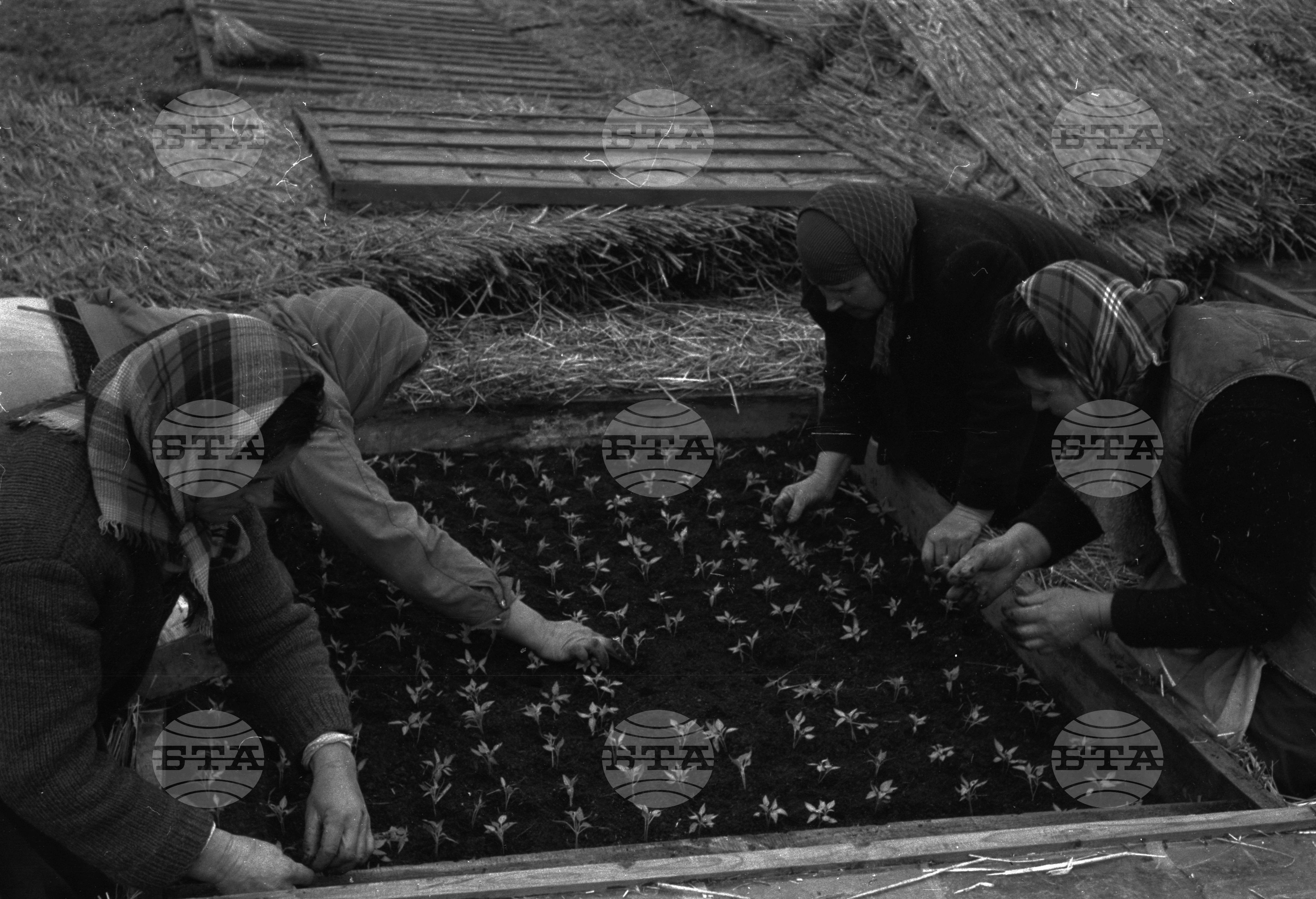 В Трудовото кооперативно земеделско стопанство (ТКЗС) "Ботевградска комуна" - Ботевград, Софийски окръг