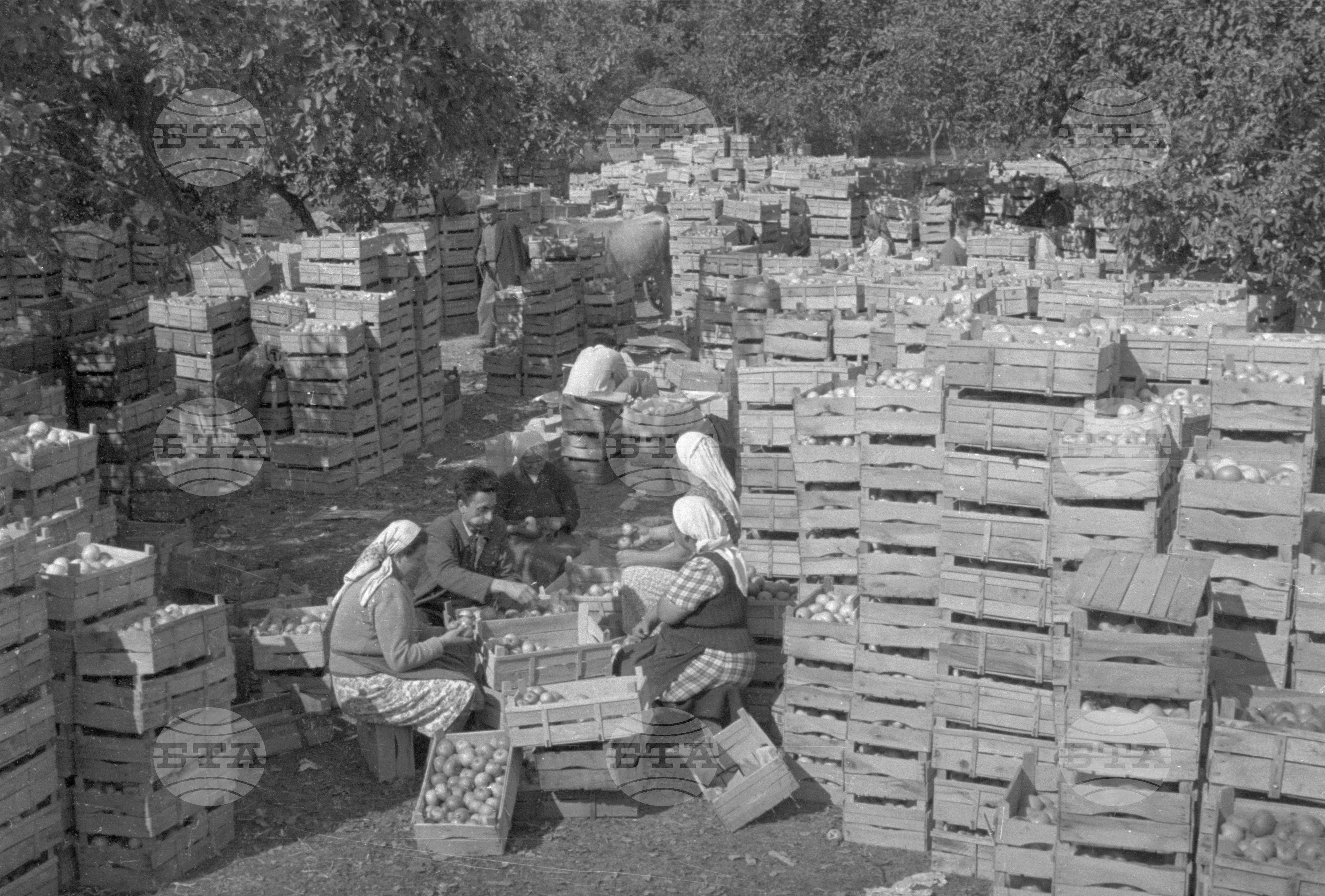 Из Кюстендилски окръг - септември 1962 година