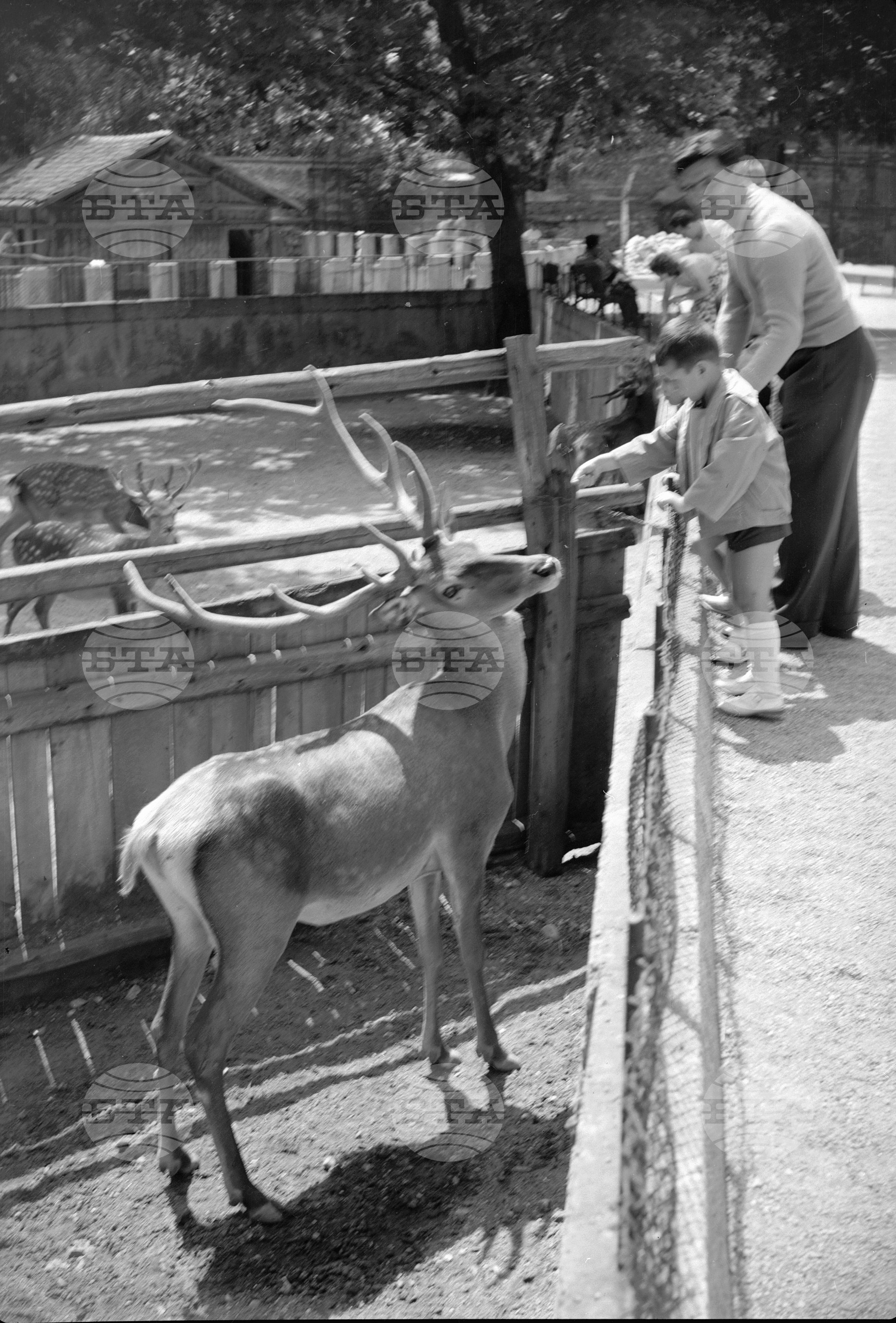 Зоологическа градина София - 1962 година