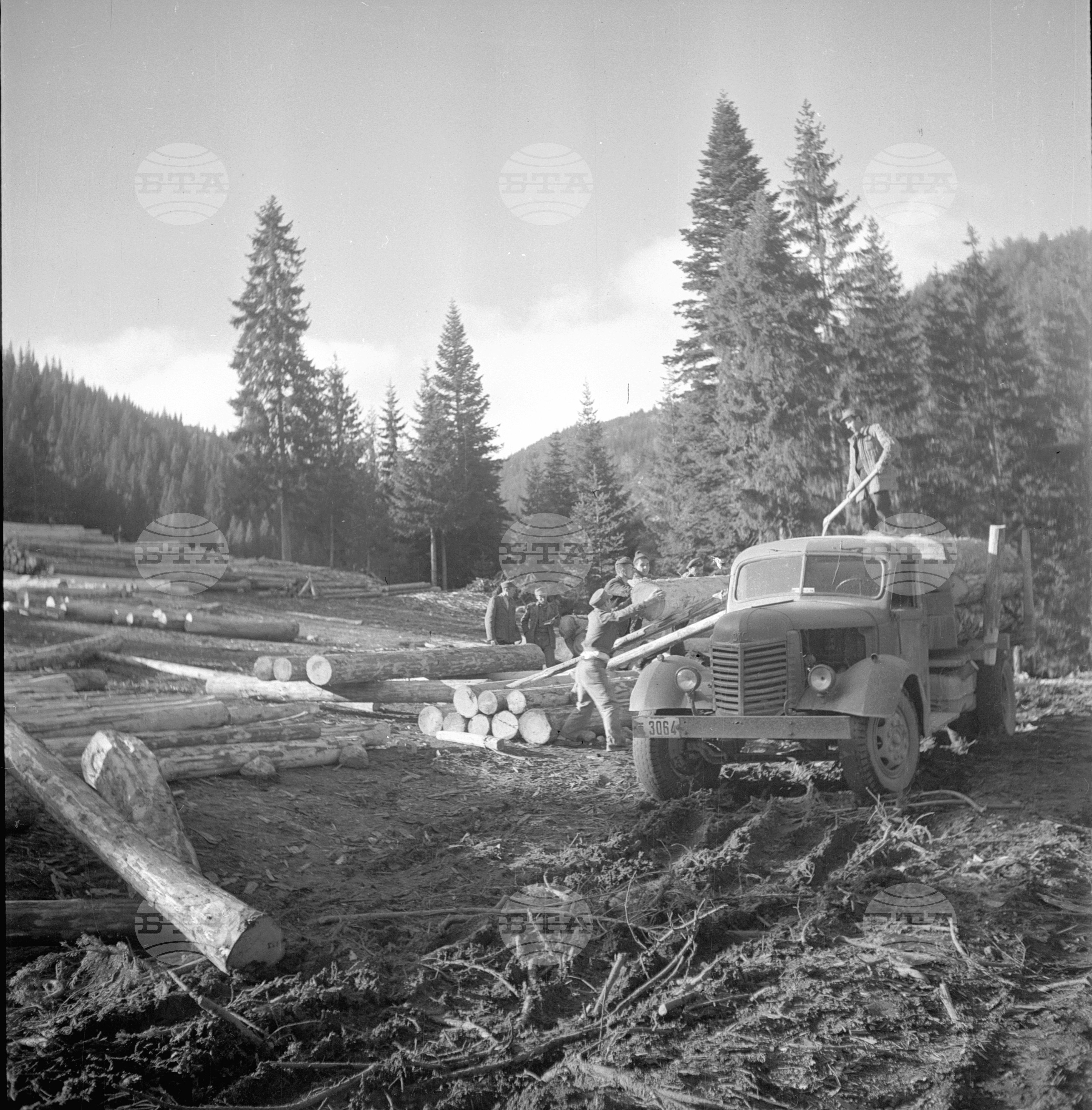 Дърводобив в държавни горски стопанства, 1951 - част 1