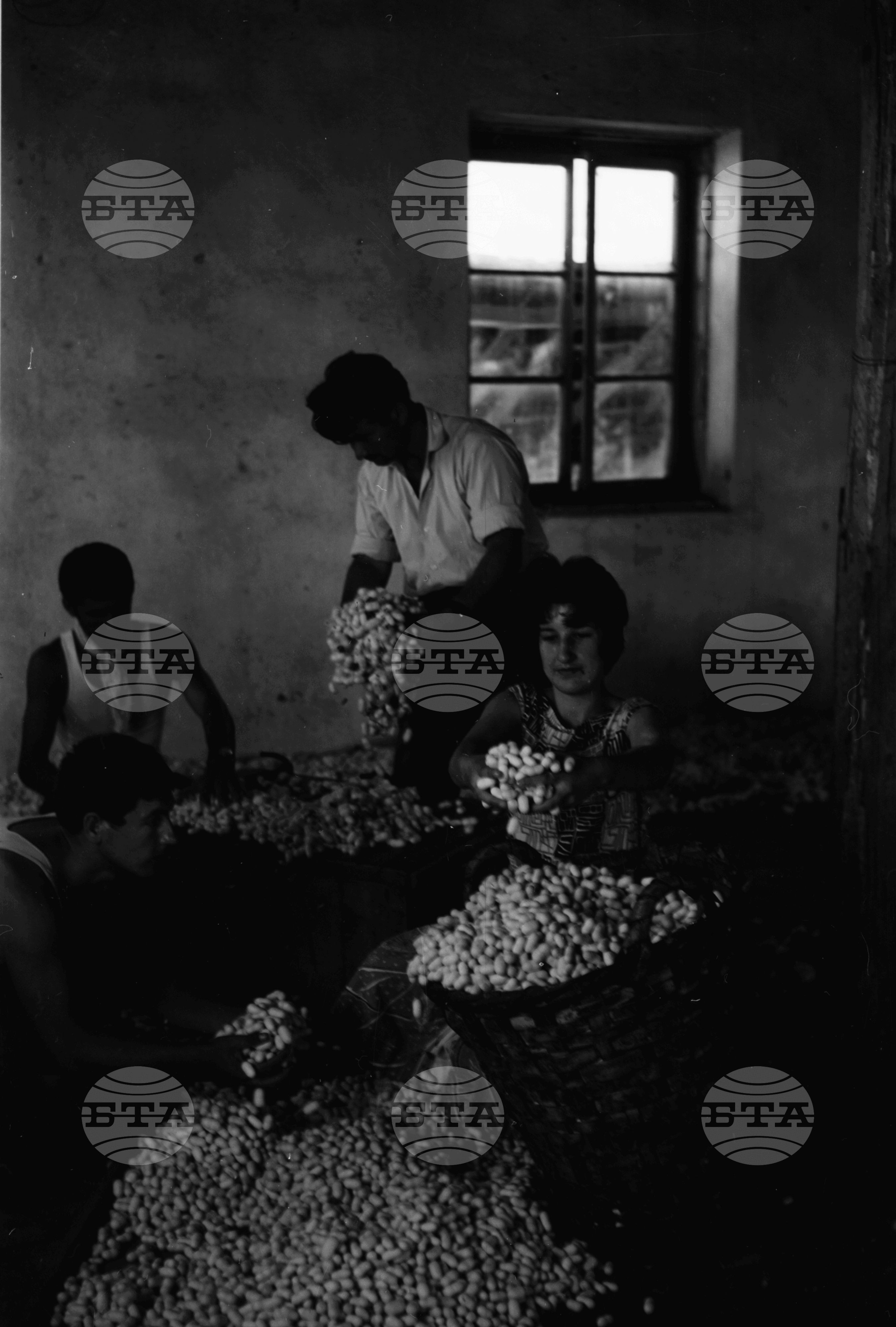 Прибират плодовете на своя труд - 1963